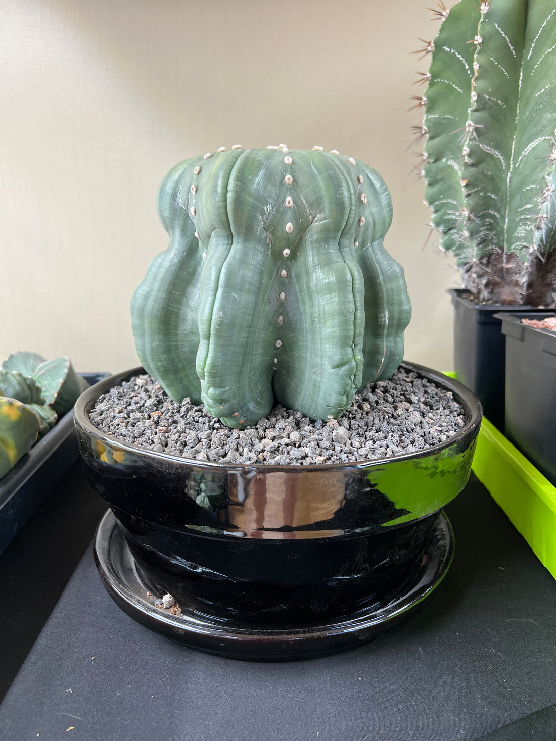 Astrophytum