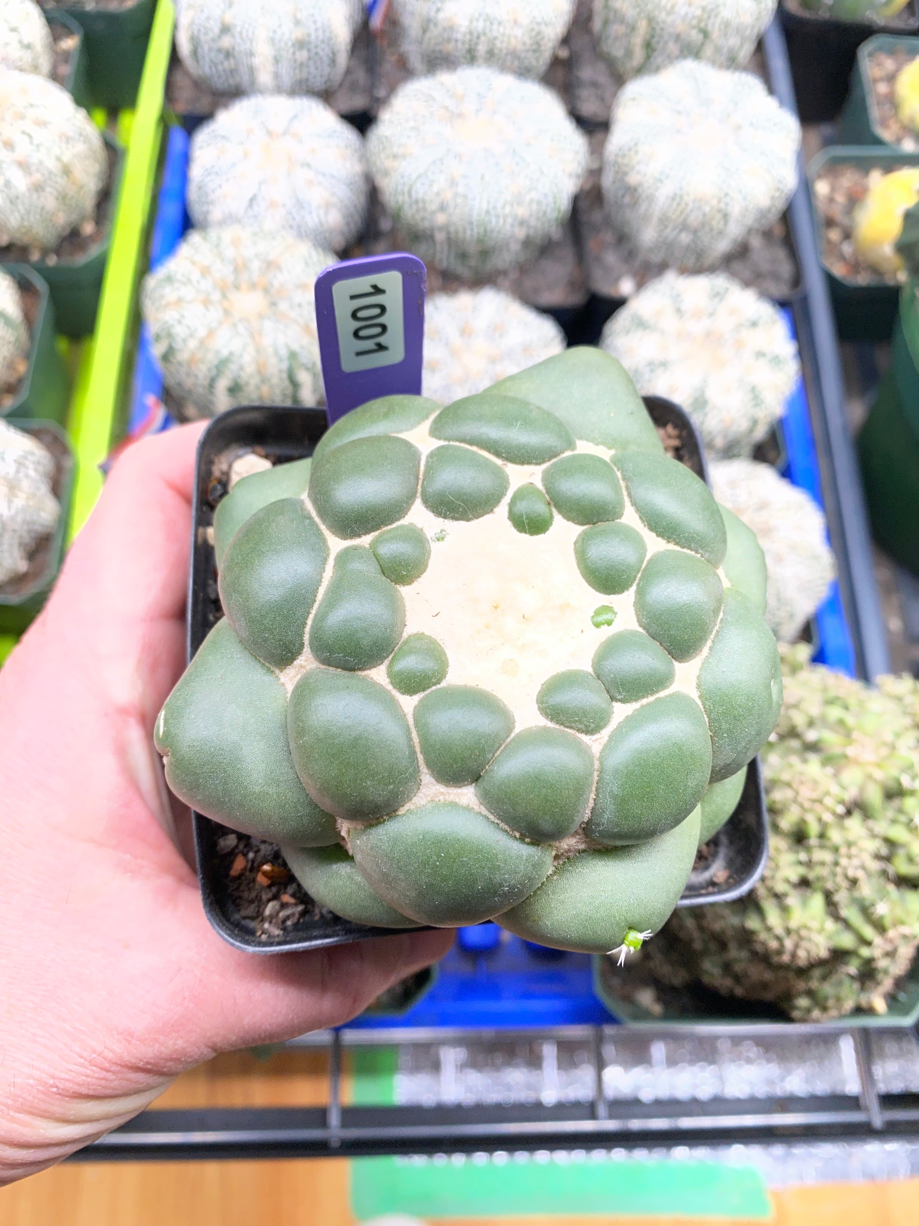 Coryphantha Elephantidens Inermis