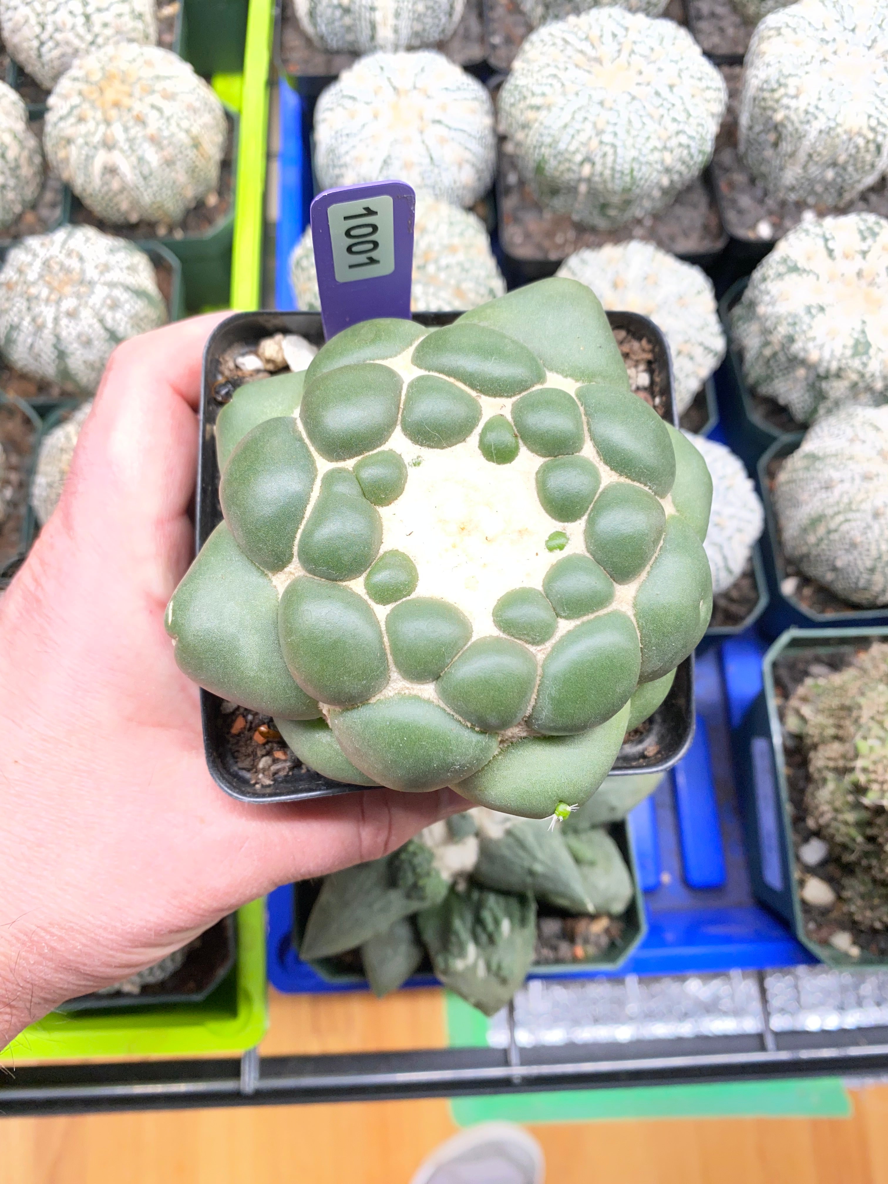 Coryphantha Elephantidens Inermis