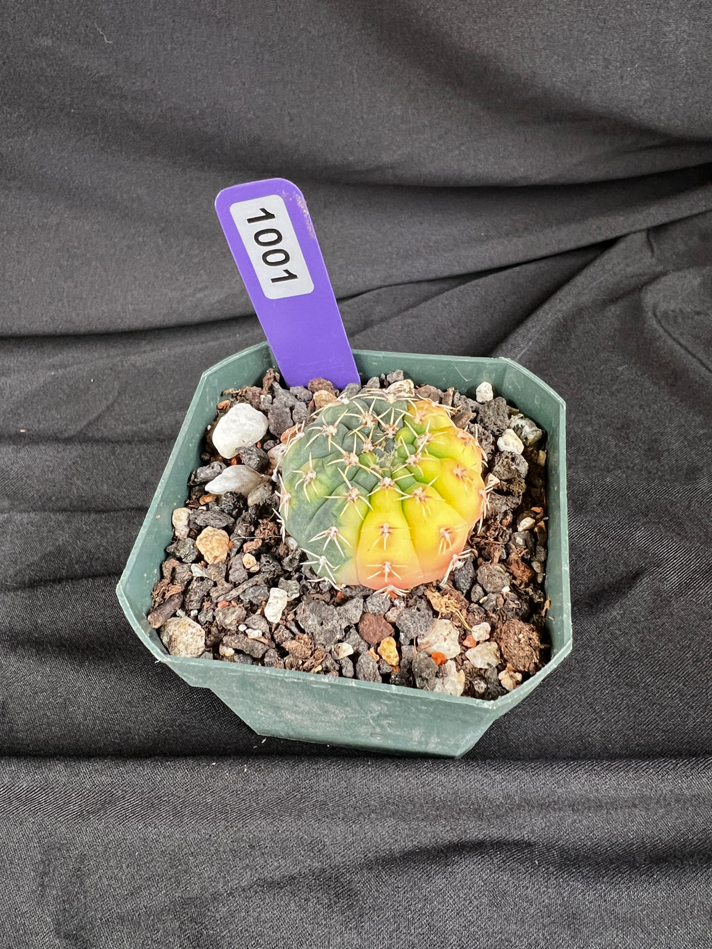 Gymnocalycium Ochoterenae Variegated Cactus - 1001