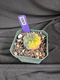 Gymnocalycium Ochoterenae Variegated Cactus - 1001