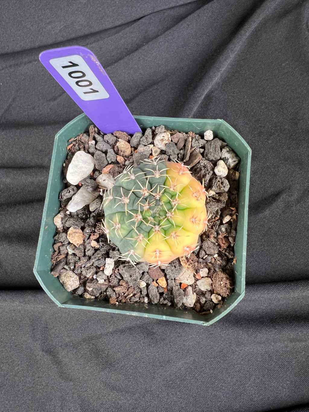 Gymnocalycium Ochoterenae Variegated Cactus - 1001