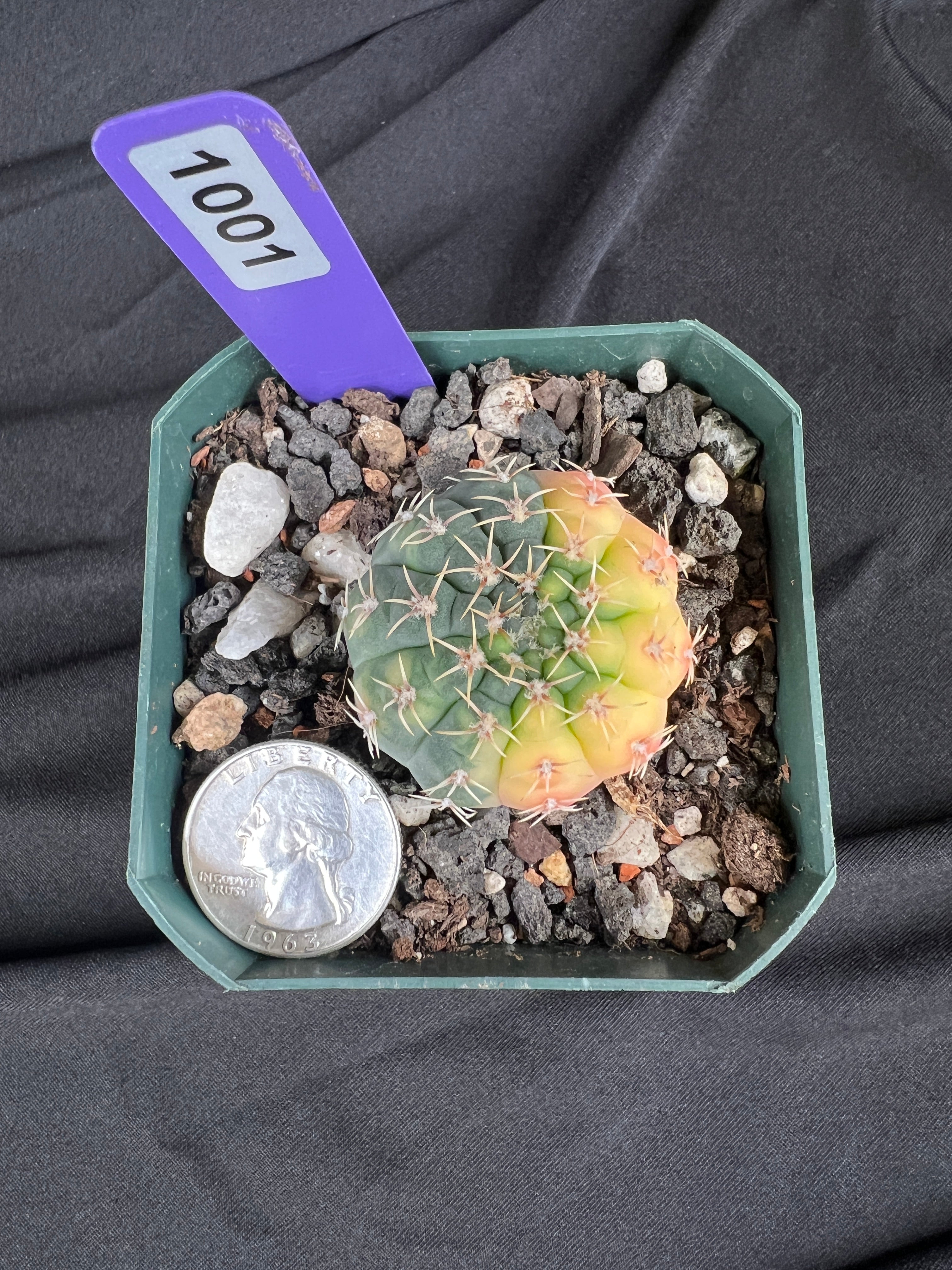 Gymnocalycium Ochoterenae Variegated Cactus - 1001