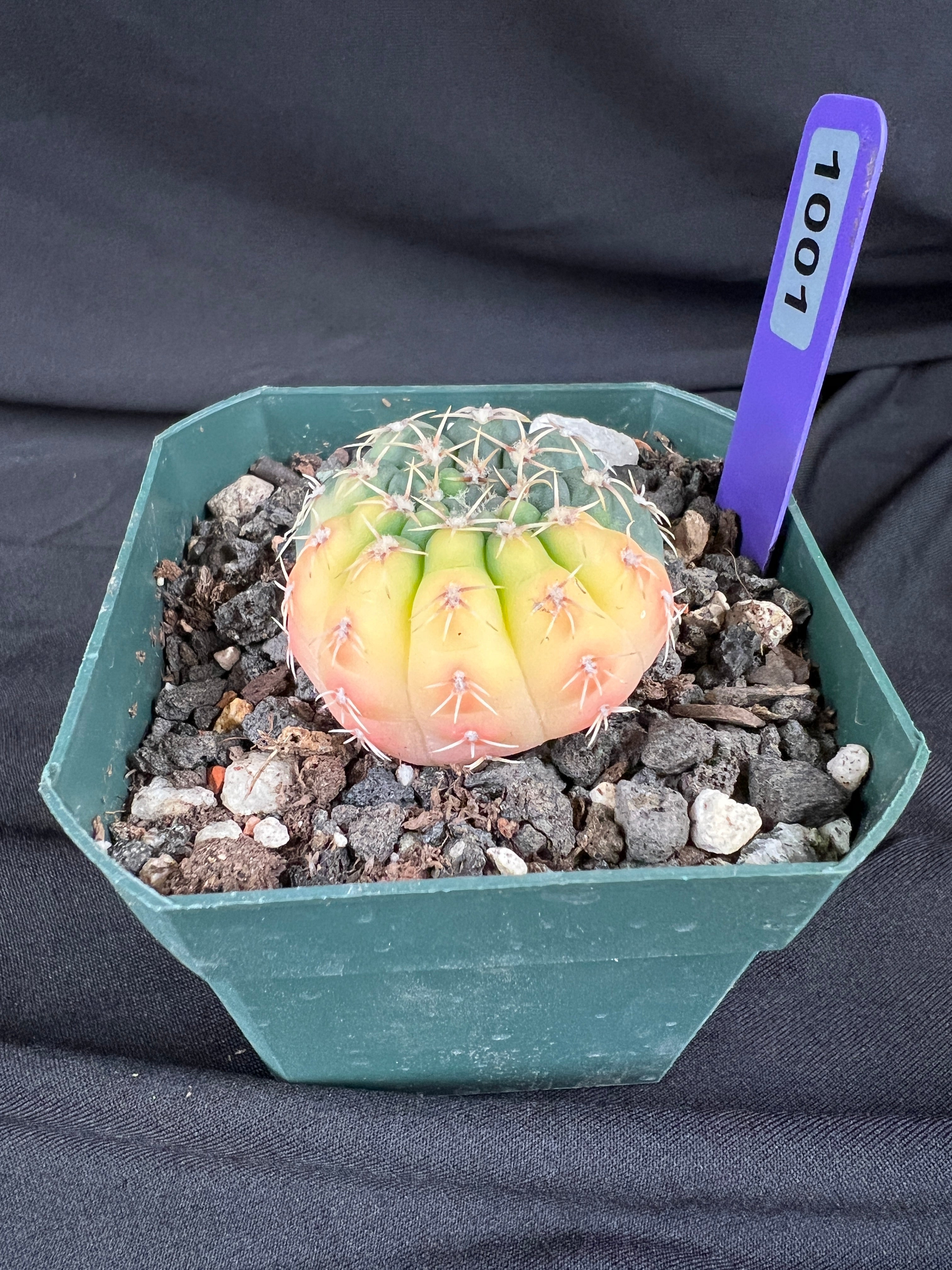 Gymnocalycium Ochoterenae Variegated Cactus - 1001