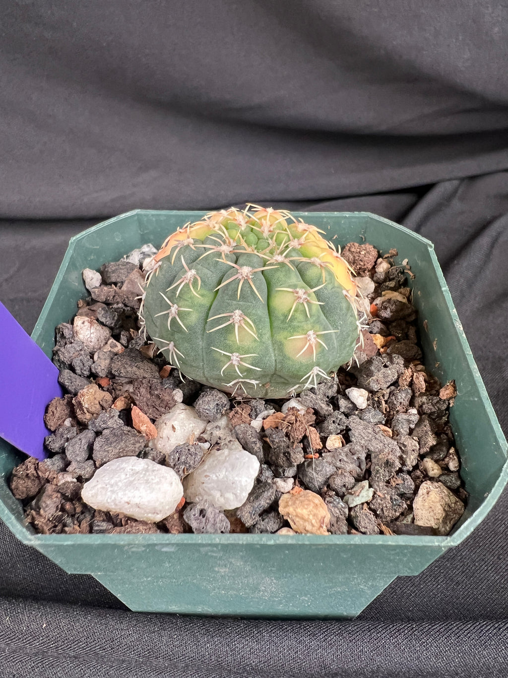 Gymnocalycium Ochoterenae Variegated Cactus - 1001