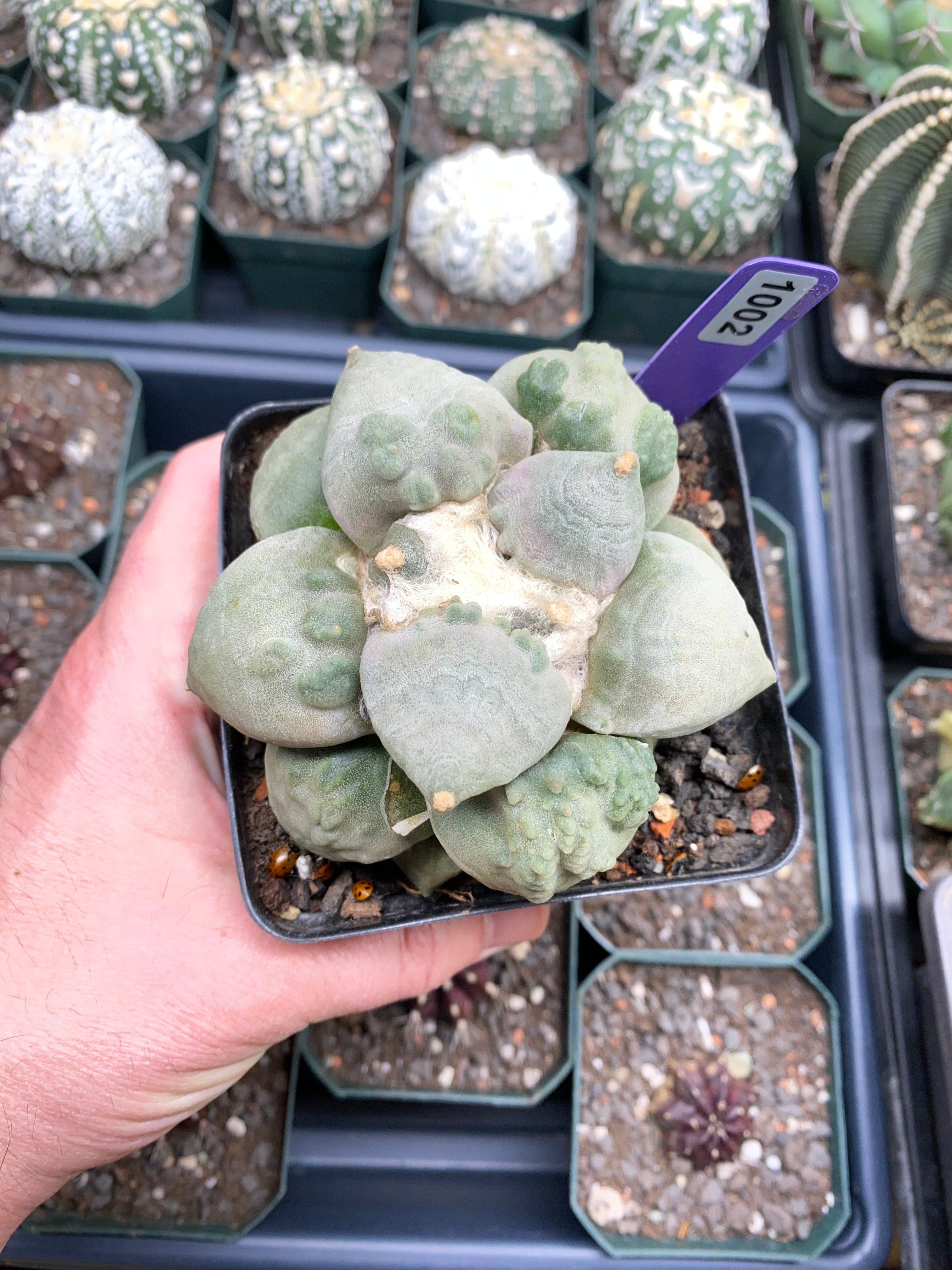 Ariocarpus Retusus cv.  Cauliflower