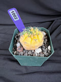 Gymnocalycium Ochoterenae Variegated Cactus - 1002