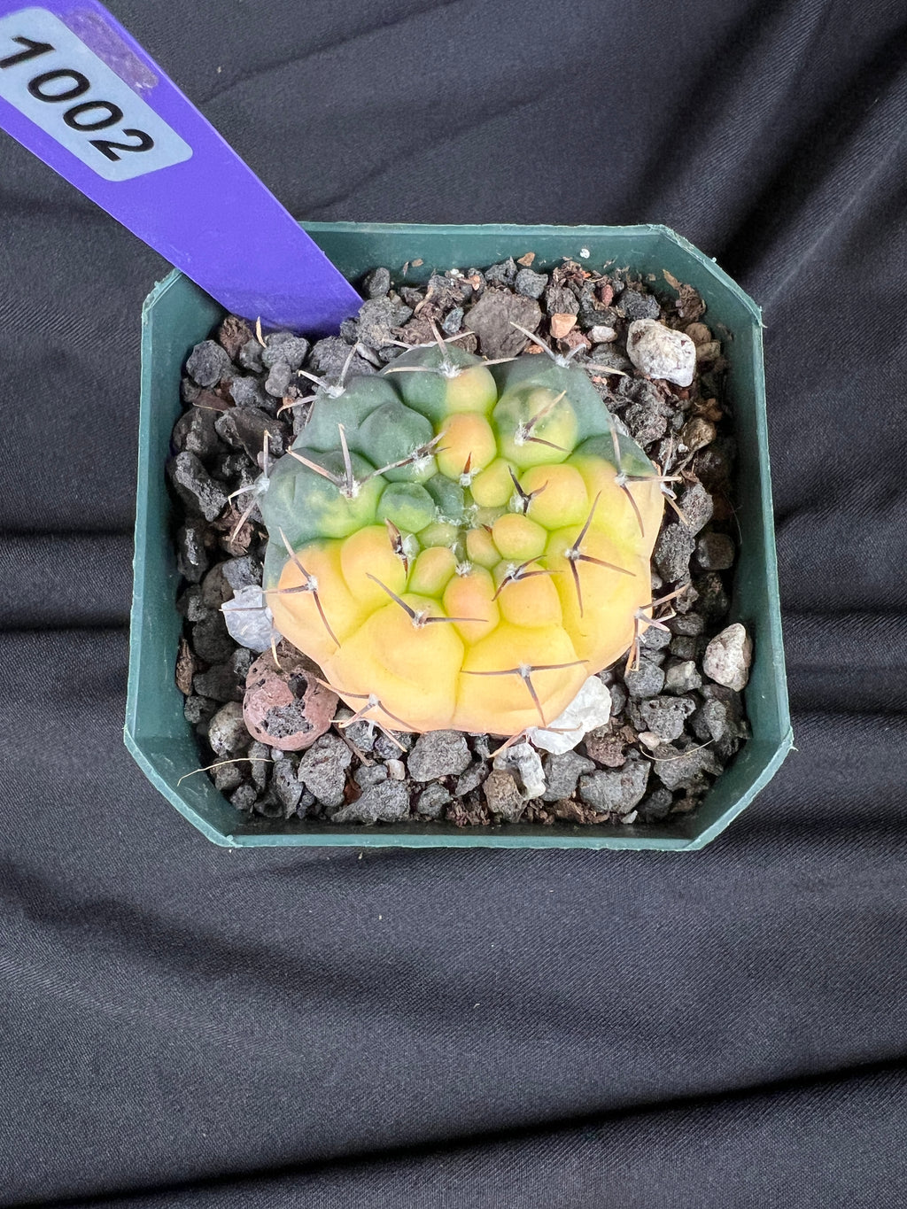 Gymnocalycium Ochoterenae Variegated Cactus - 1002