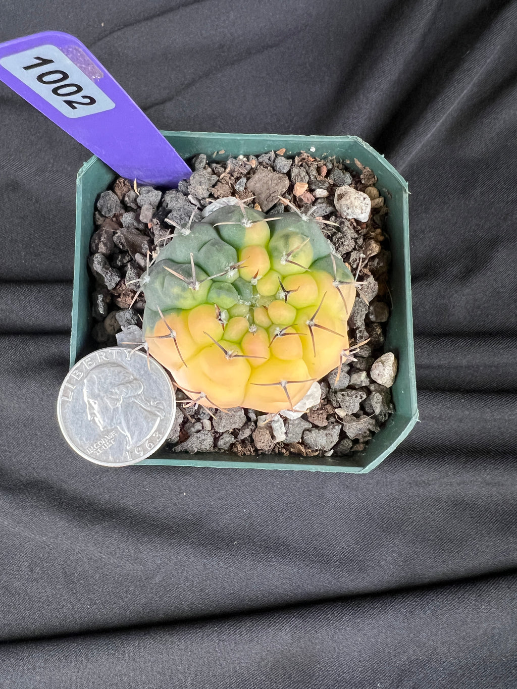 Gymnocalycium Ochoterenae Variegated Cactus - 1002