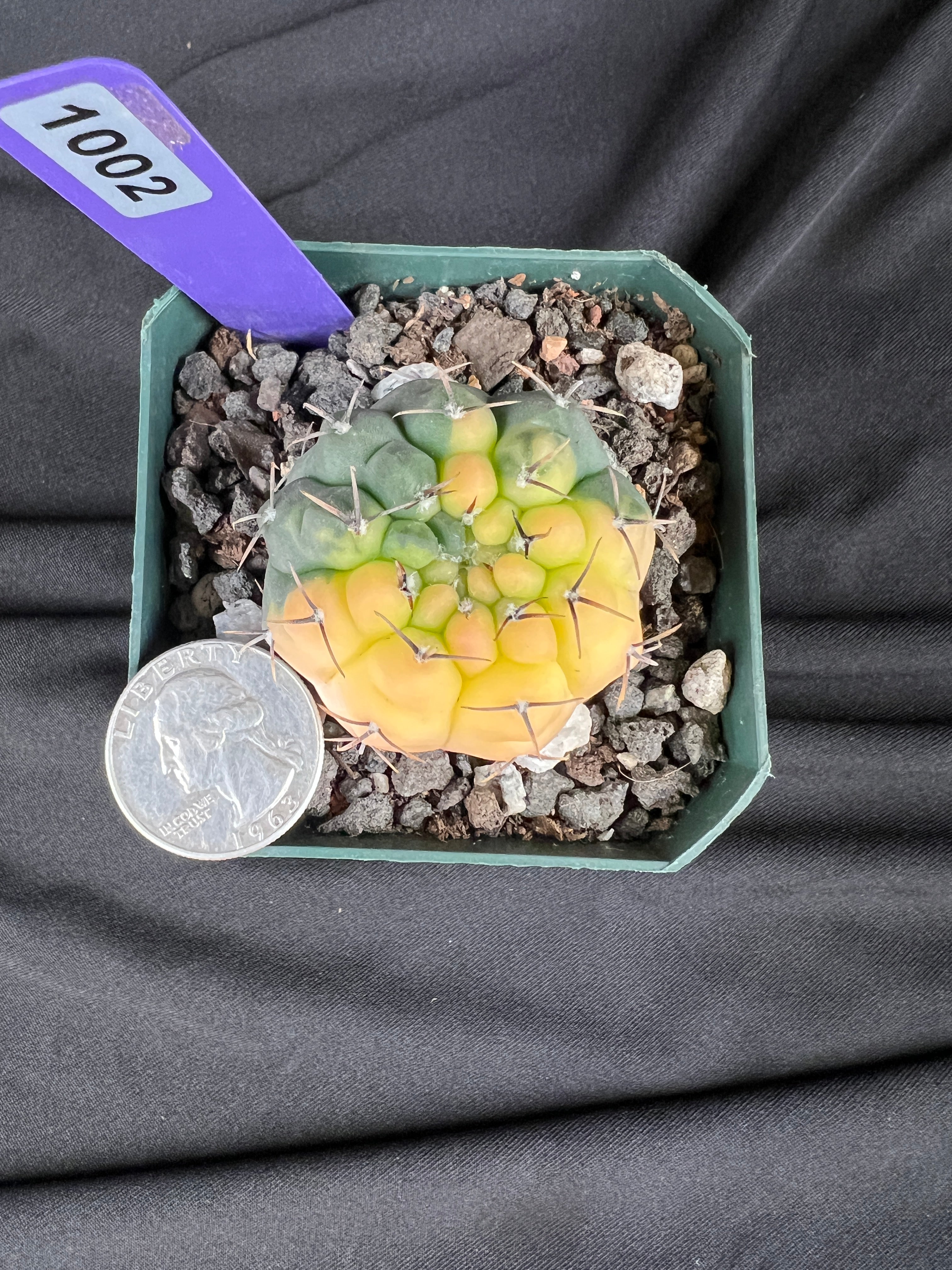 Gymnocalycium Ochoterenae Variegated Cactus - 1002