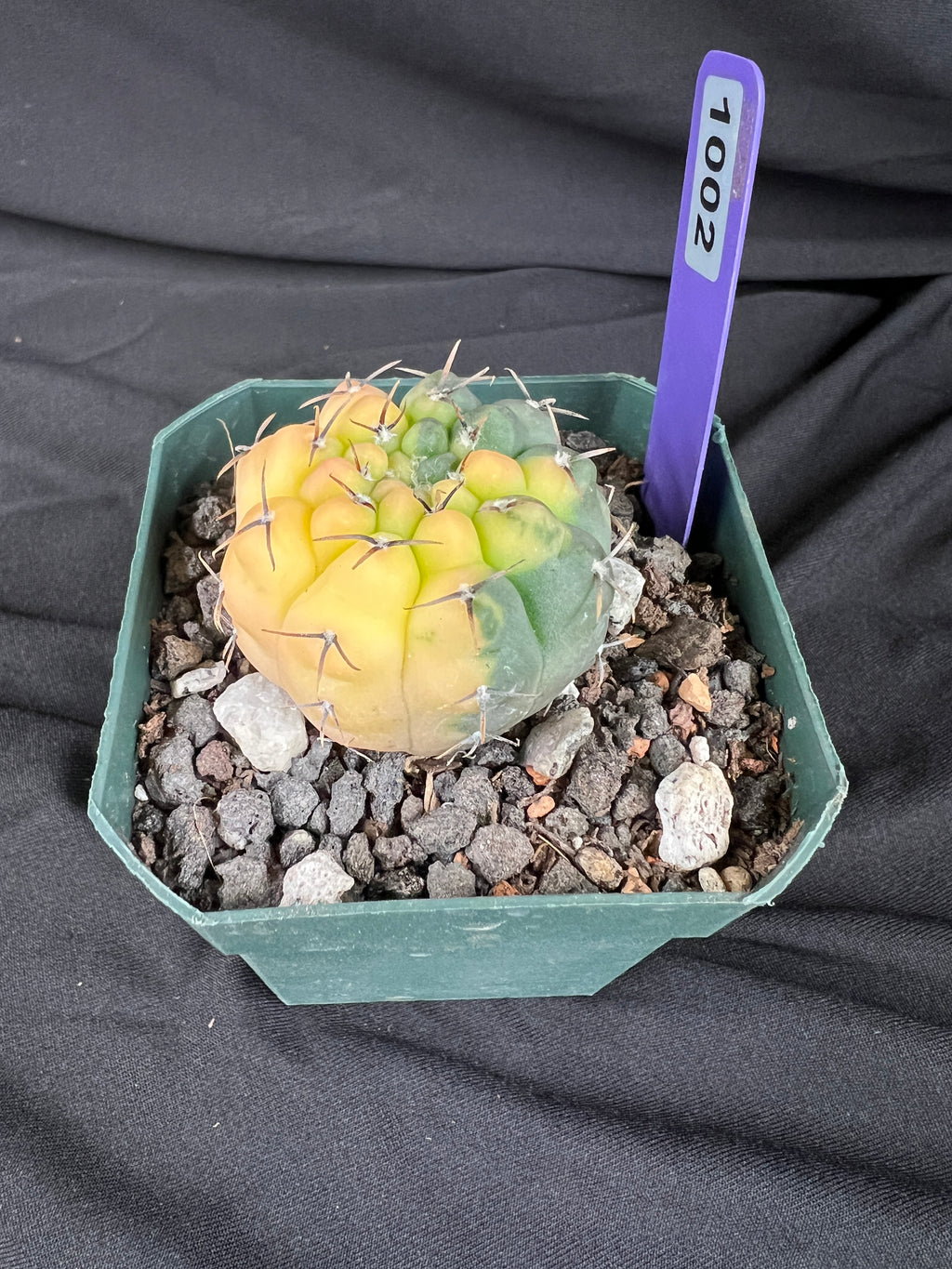 Gymnocalycium Ochoterenae Variegated Cactus - 1002
