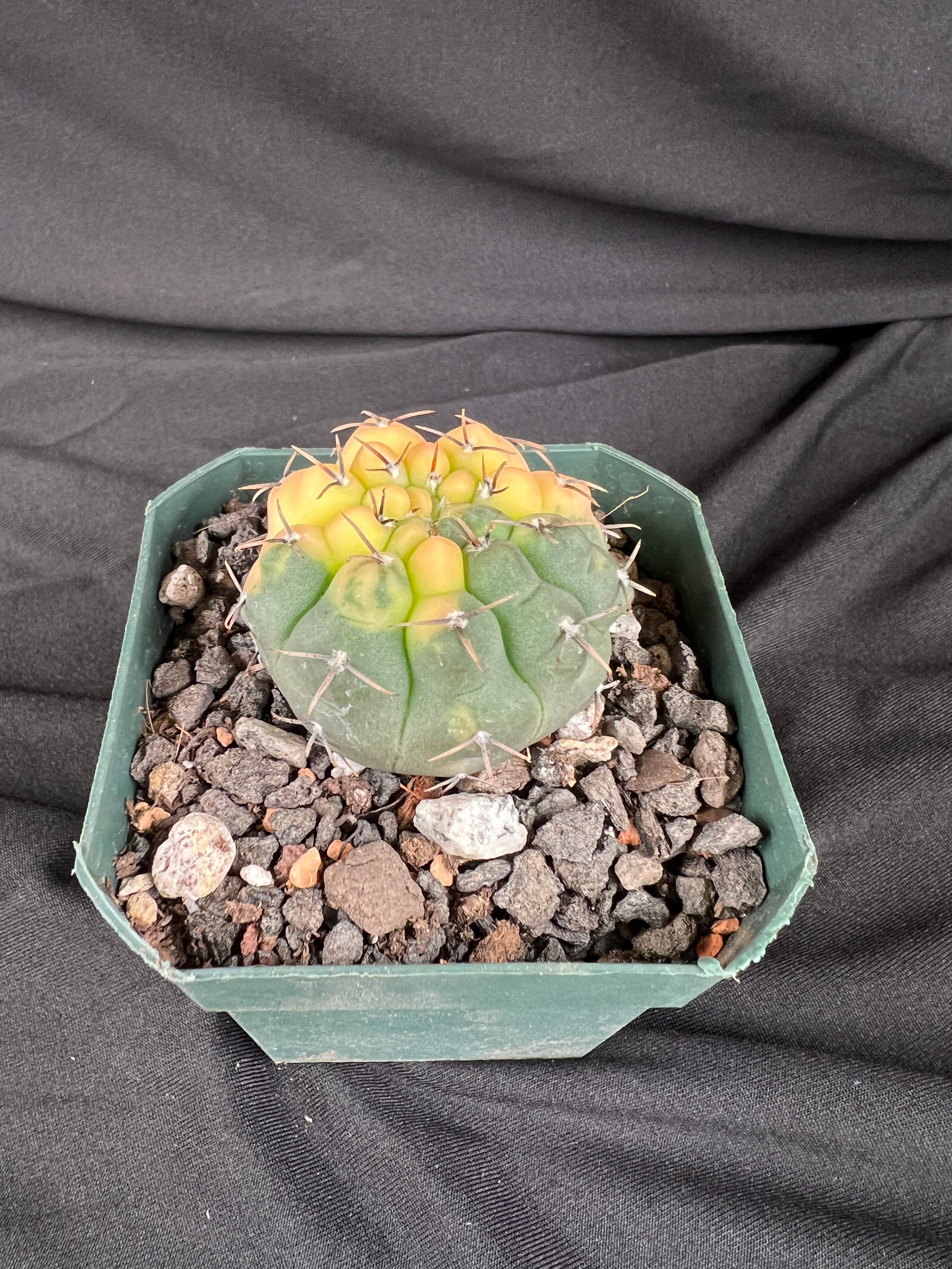 Gymnocalycium Ochoterenae Variegated Cactus - 1002