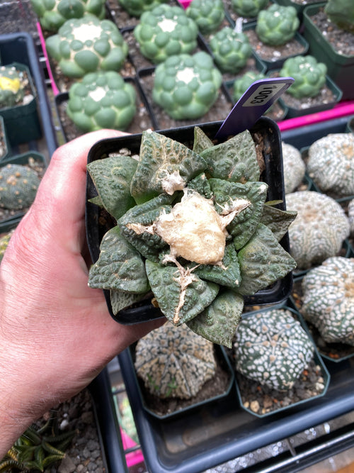 Ariocarpus Fissuratus cv. Godzilla