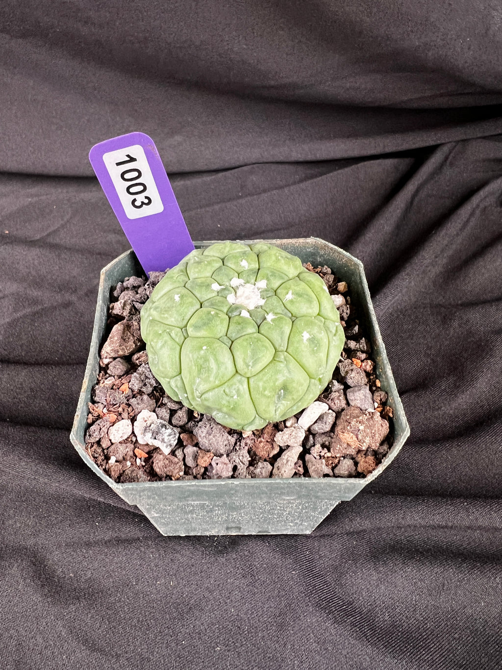 Astrophytum Asterias cv. Kikko Lizard Skin Cactus - 1003