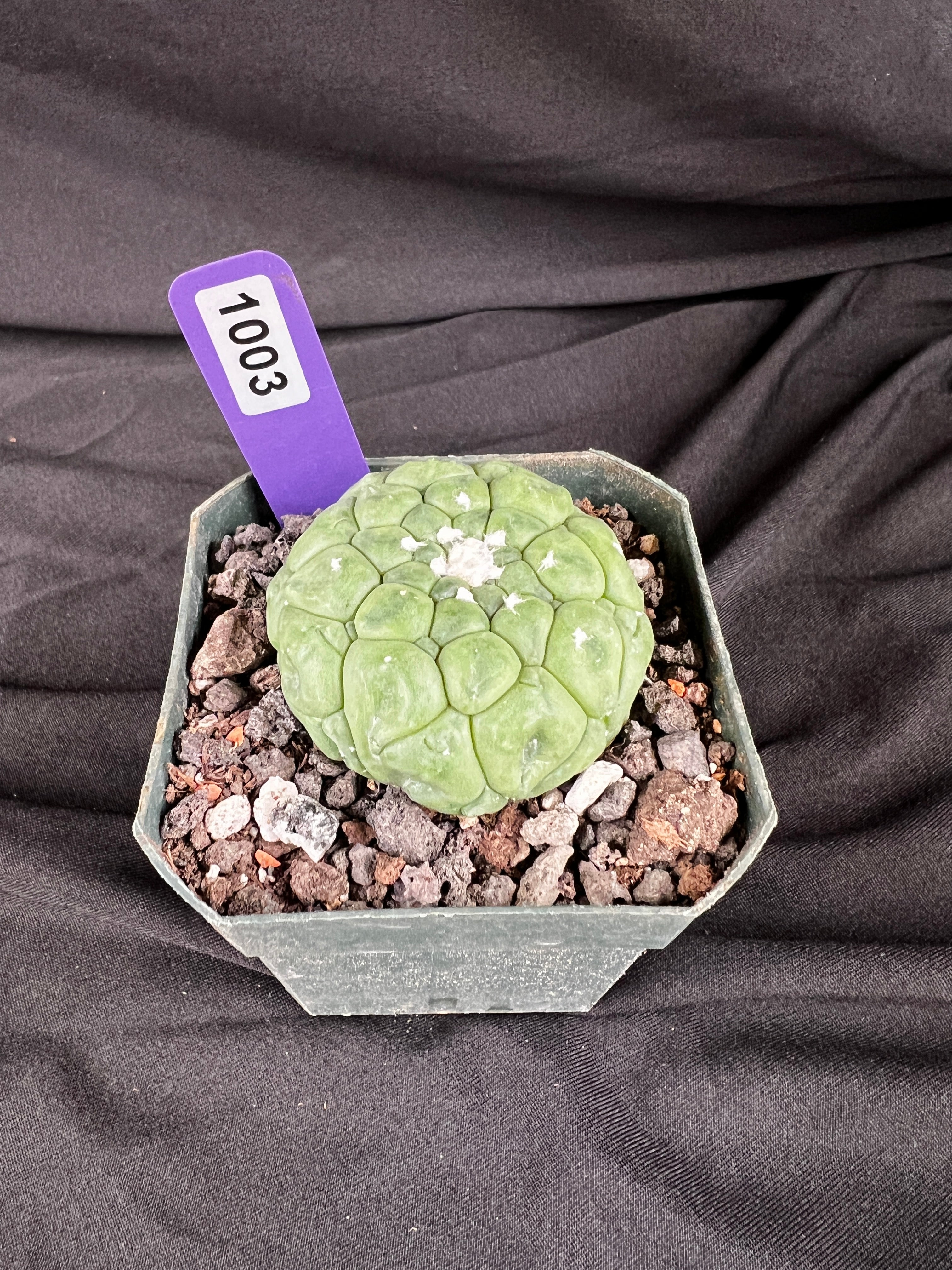 Astrophytum Asterias cv. Kikko Lizard Skin Cactus - 1003