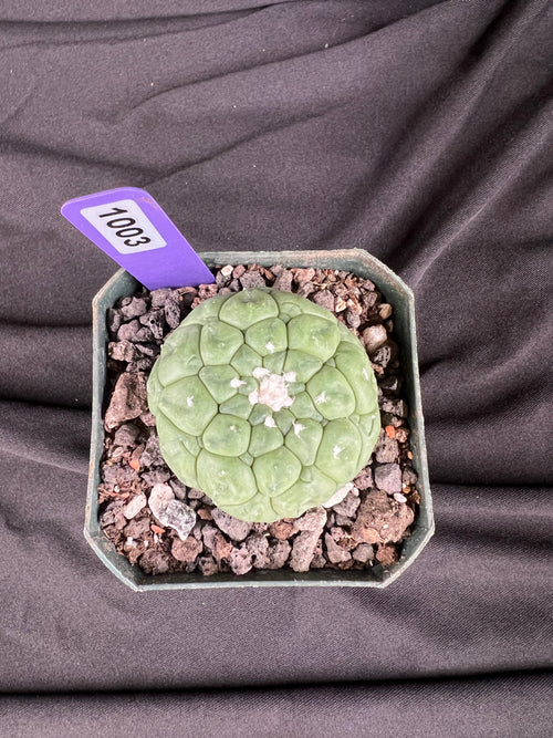 Astrophytum Asterias cv. Kikko Lizard Skin Cactus - 1003