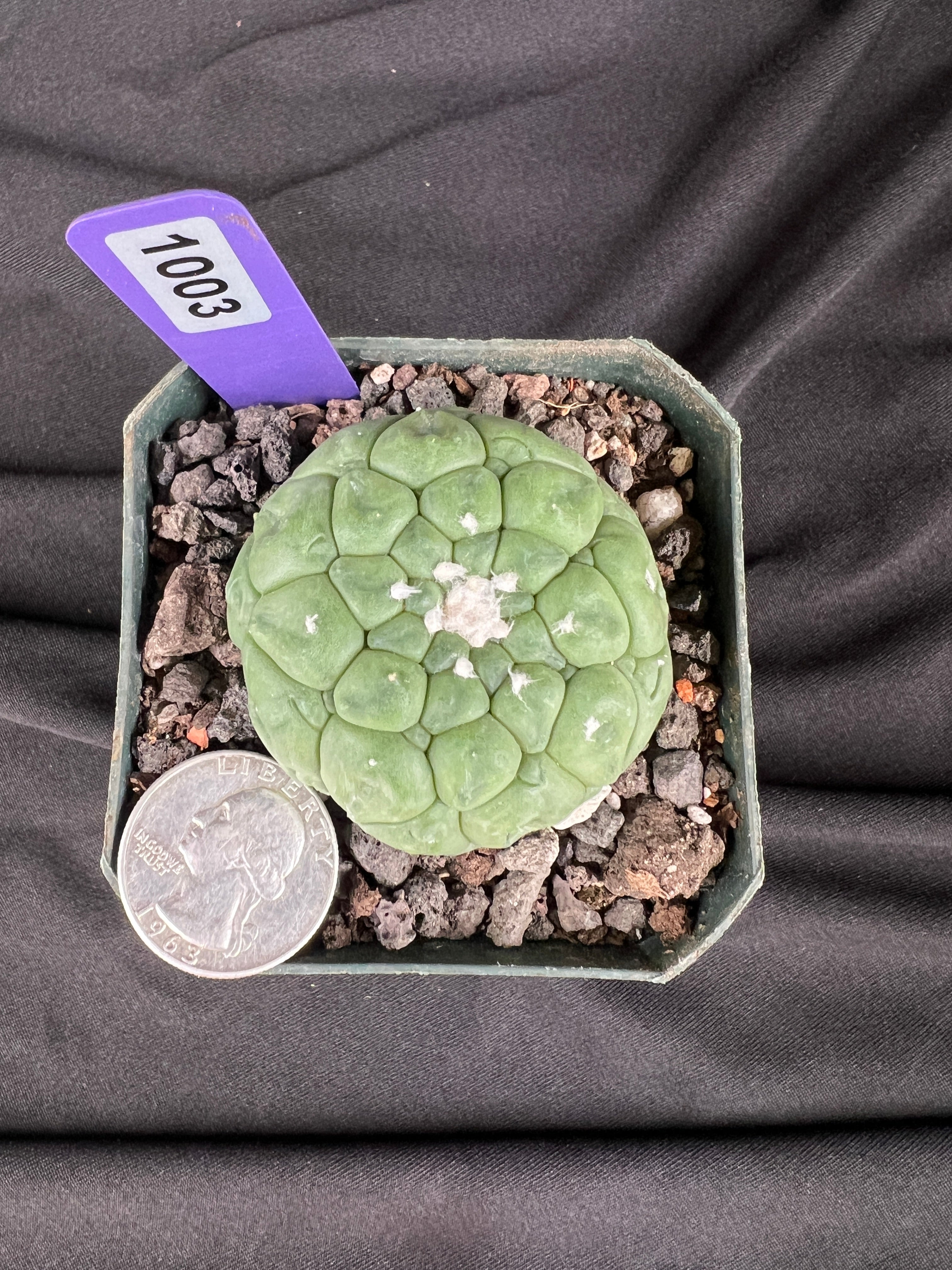 Astrophytum Asterias cv. Kikko Lizard Skin Cactus - 1003