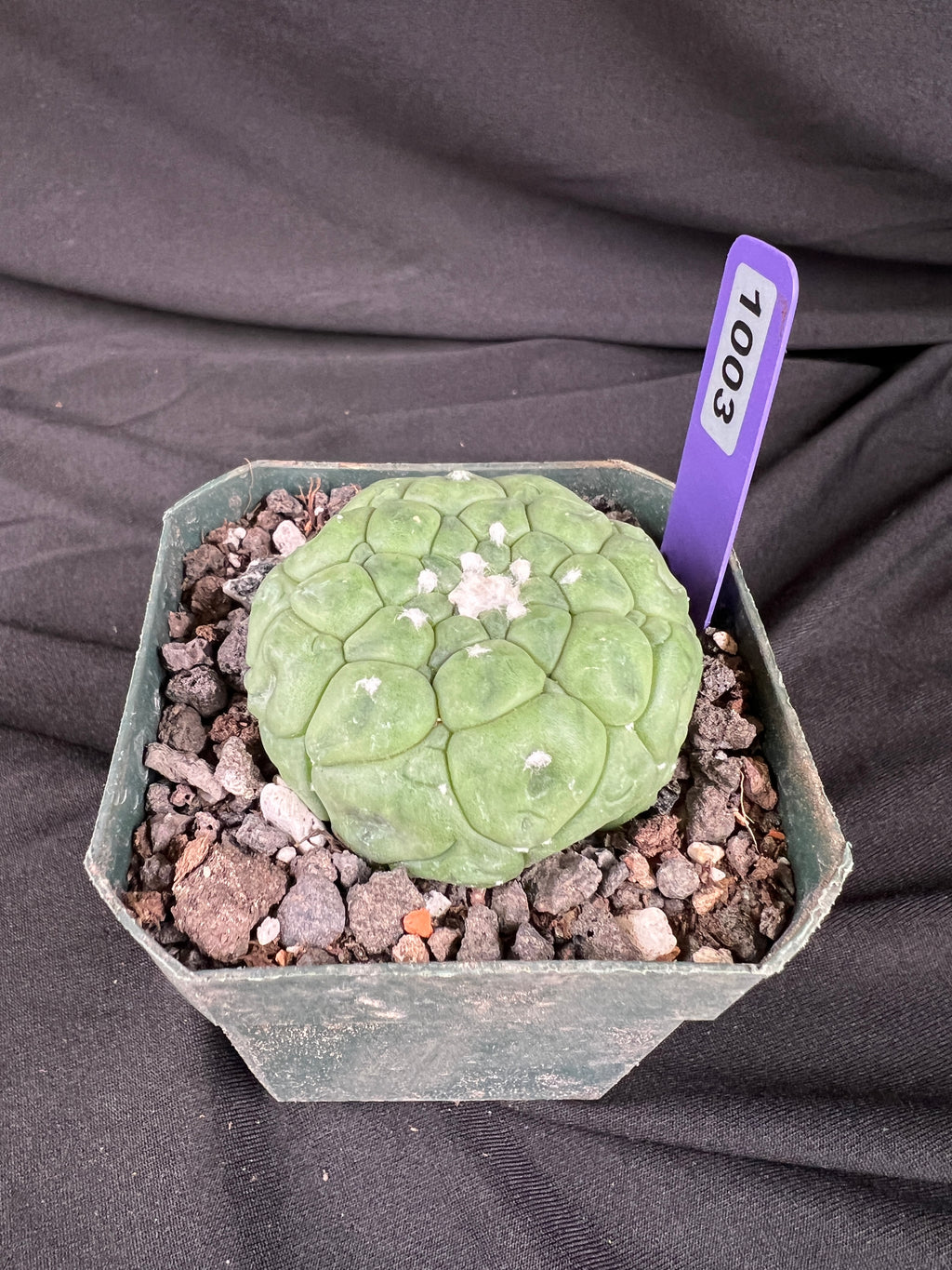 Astrophytum Asterias cv. Kikko Lizard Skin Cactus - 1003