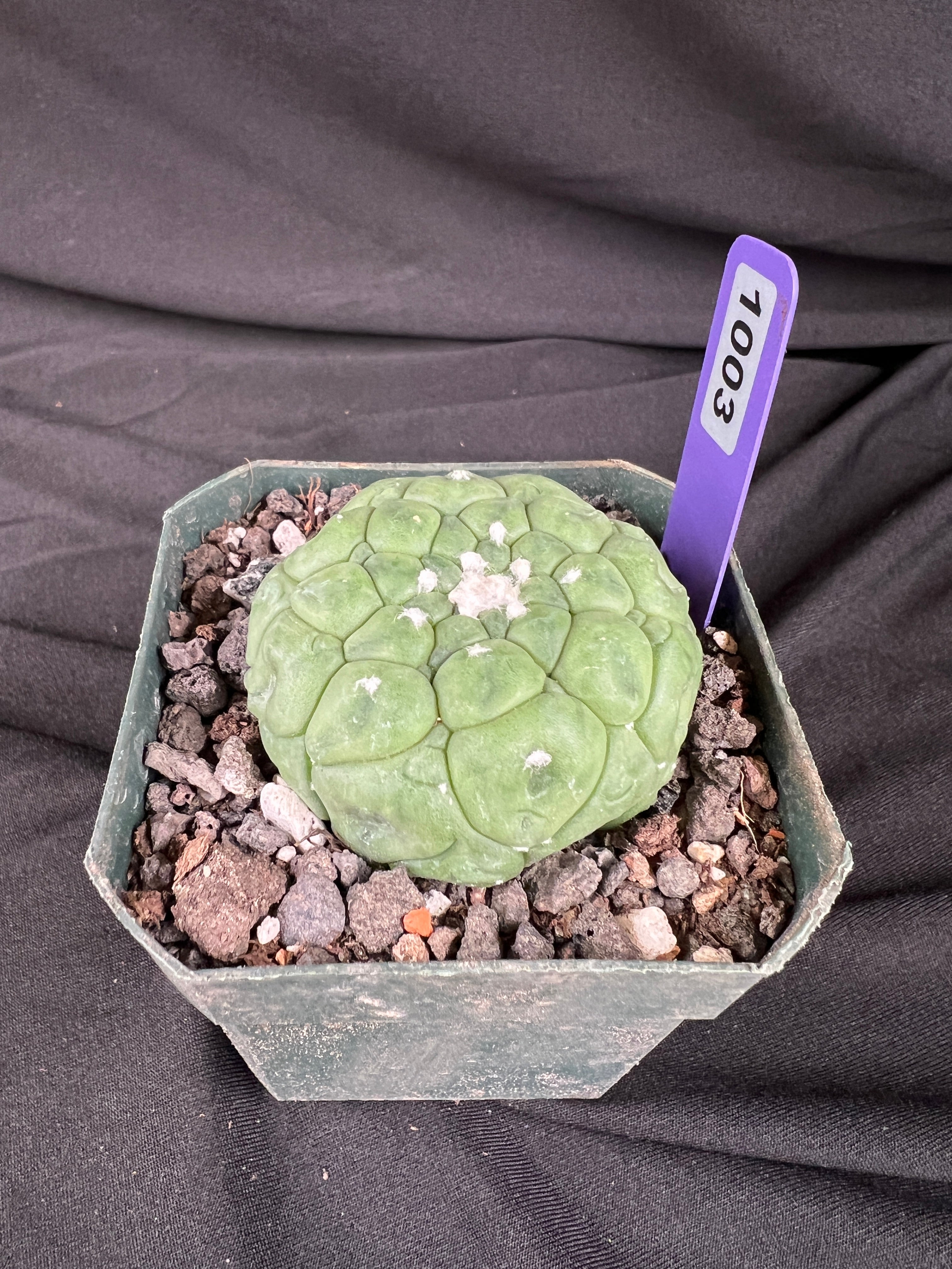 Astrophytum Asterias cv. Kikko Lizard Skin Cactus - 1003