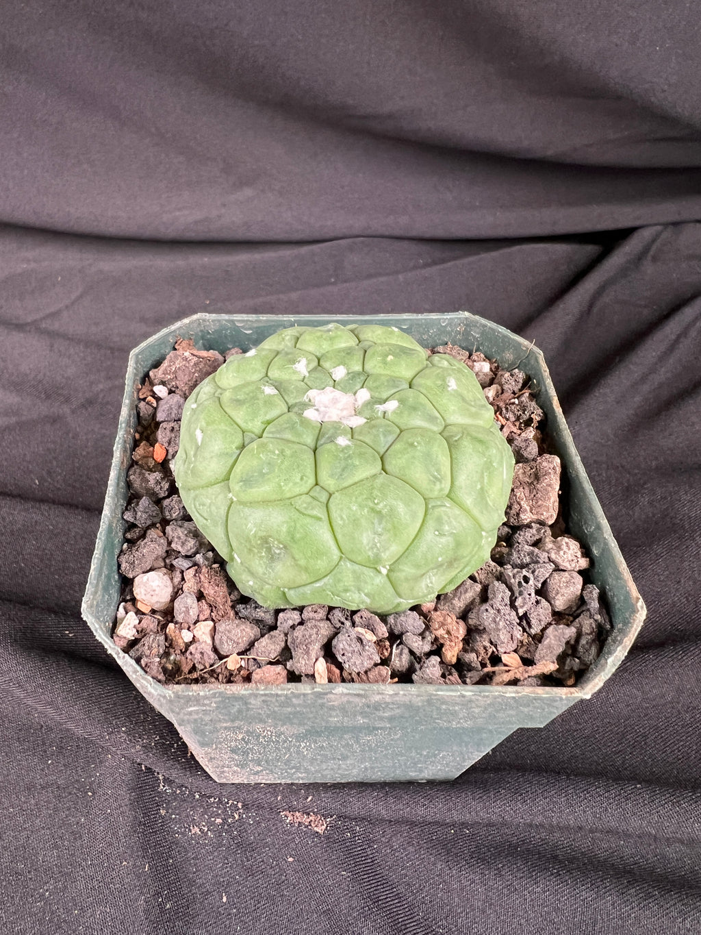 Astrophytum Asterias cv. Kikko Lizard Skin Cactus - 1003