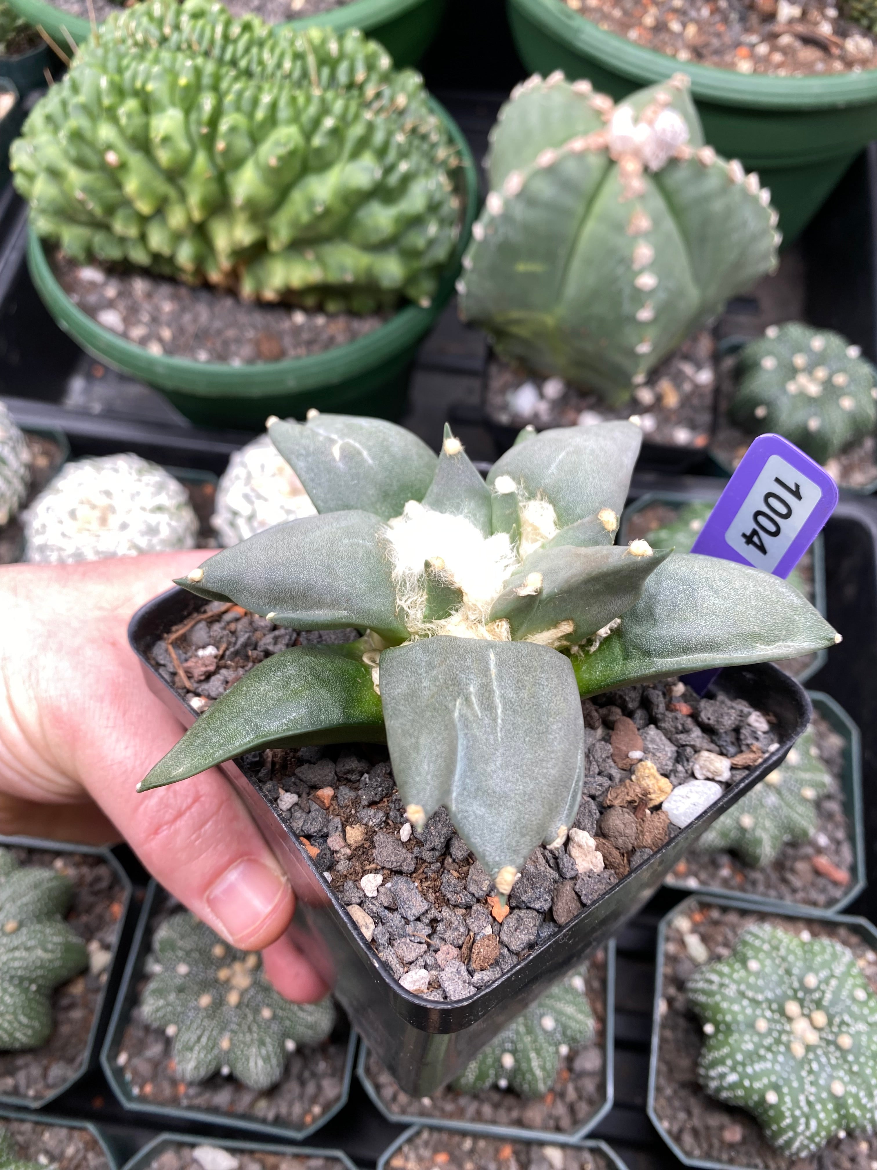 Ariocarpus Retusus cv. Trifinger