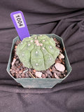 Astrophytum Asterias cv. Kikko Lizard Skin Cactus - 1004