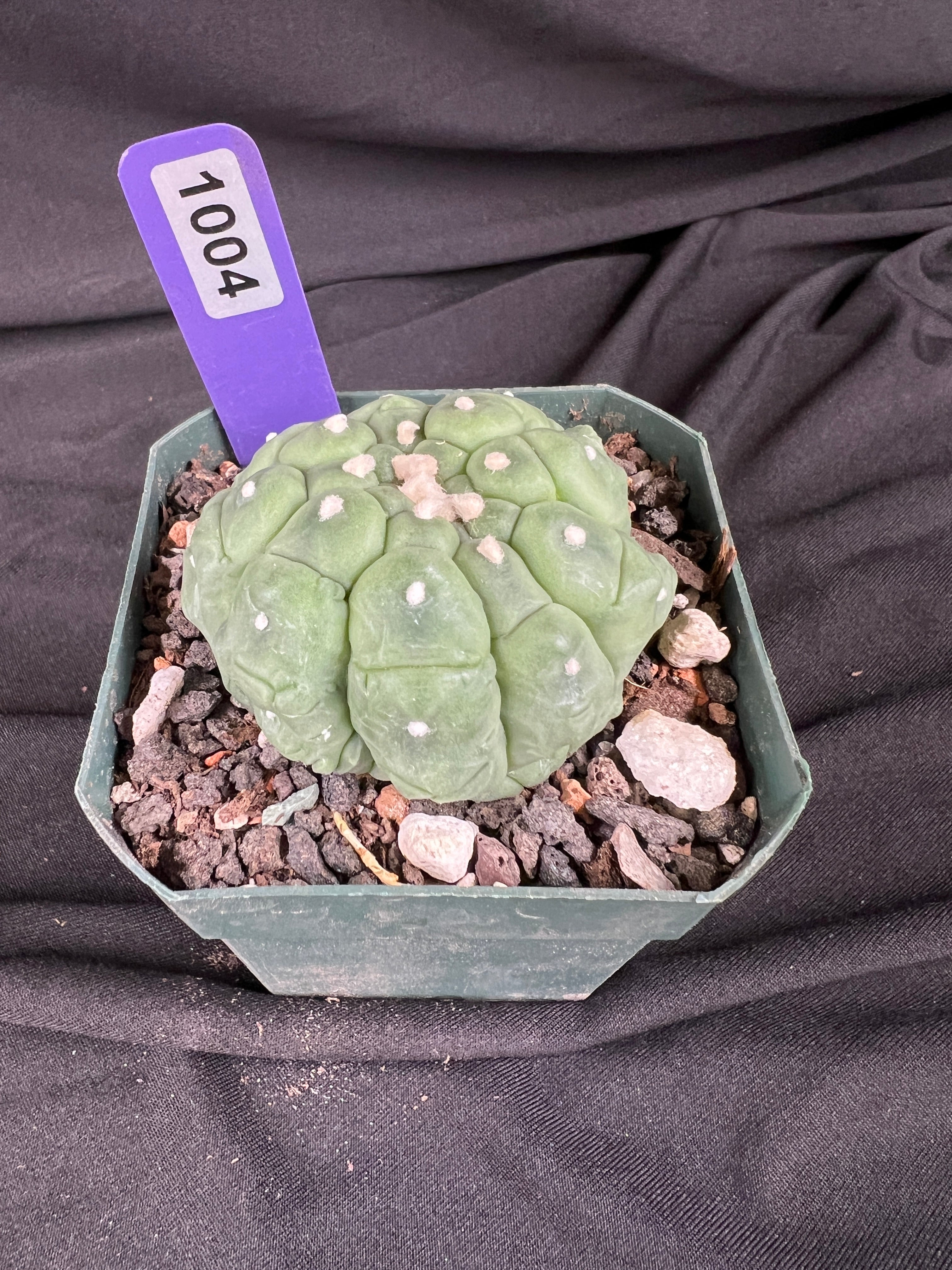 Astrophytum Asterias cv. Kikko Lizard Skin Cactus - 1004