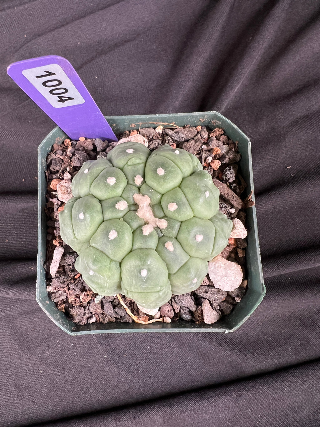 Astrophytum Asterias cv. Kikko Lizard Skin Cactus - 1004