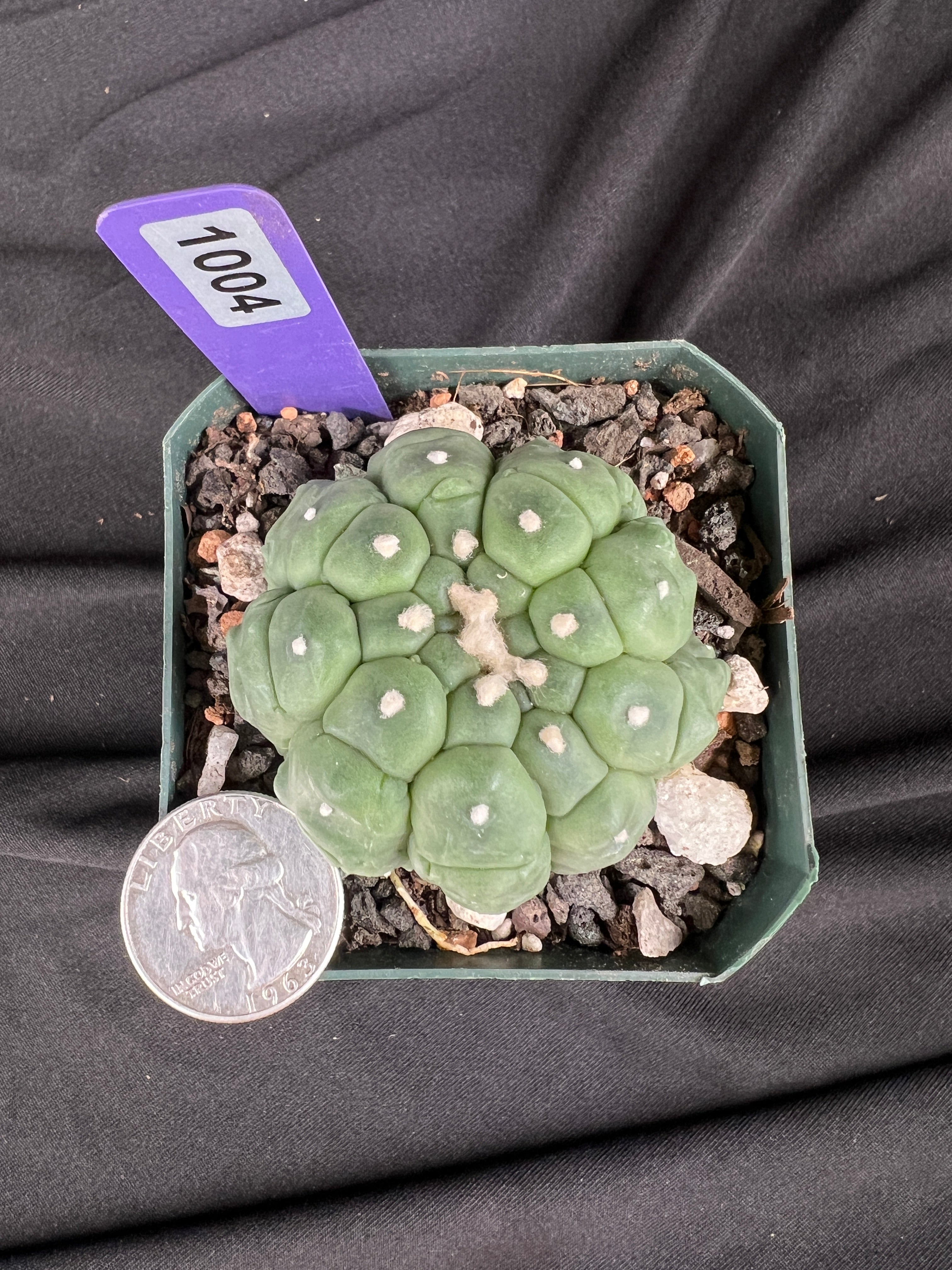Astrophytum Asterias cv. Kikko Lizard Skin Cactus - 1004