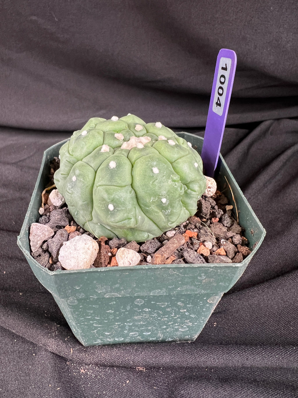 Astrophytum Asterias cv. Kikko Lizard Skin Cactus - 1004