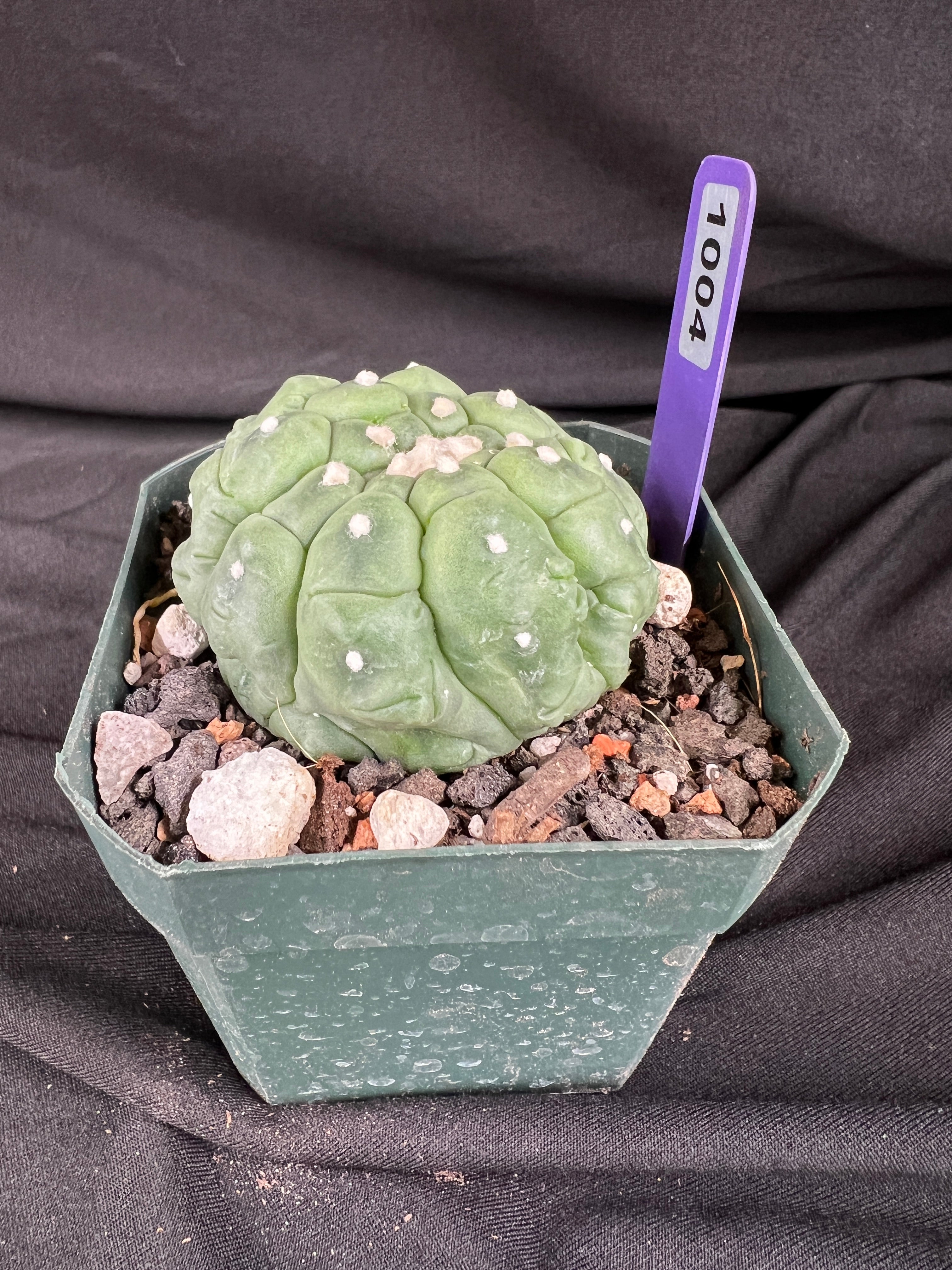 Astrophytum Asterias cv. Kikko Lizard Skin Cactus - 1004