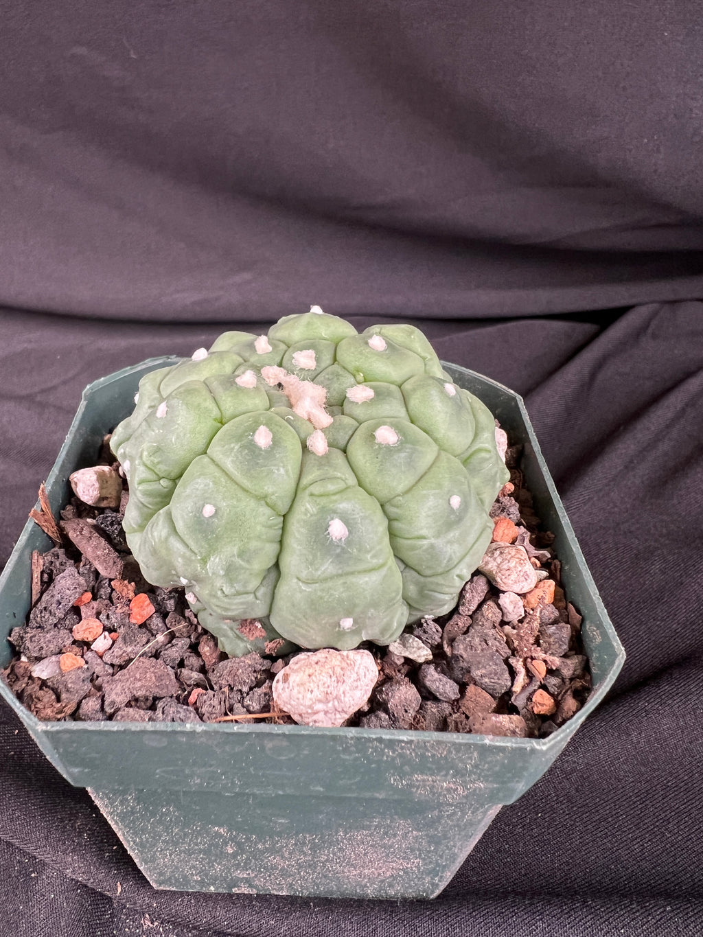 Astrophytum Asterias cv. Kikko Lizard Skin Cactus - 1004