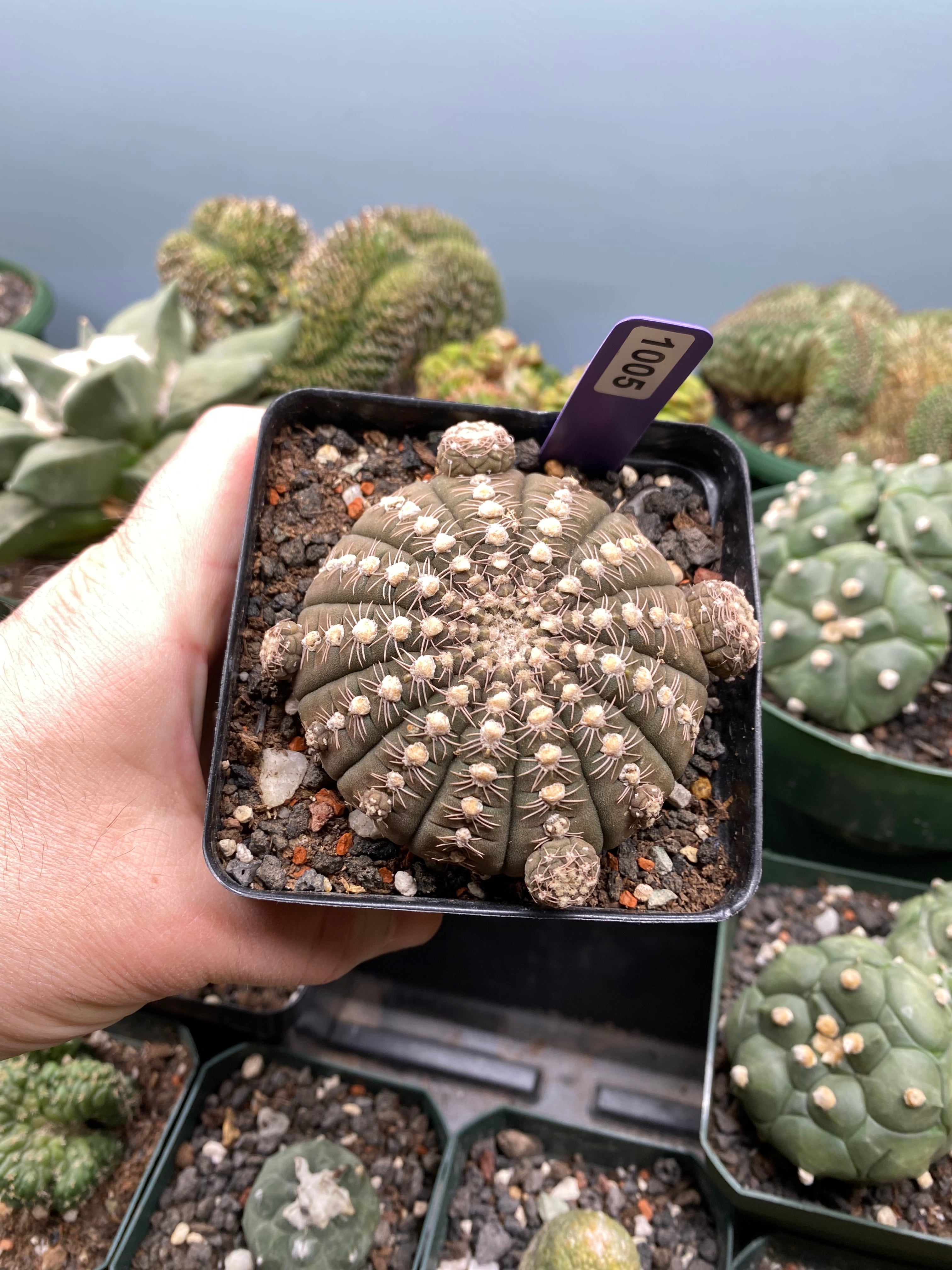 Gymnocalycium Ragonesei