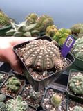 Gymnocalycium Ragonesei