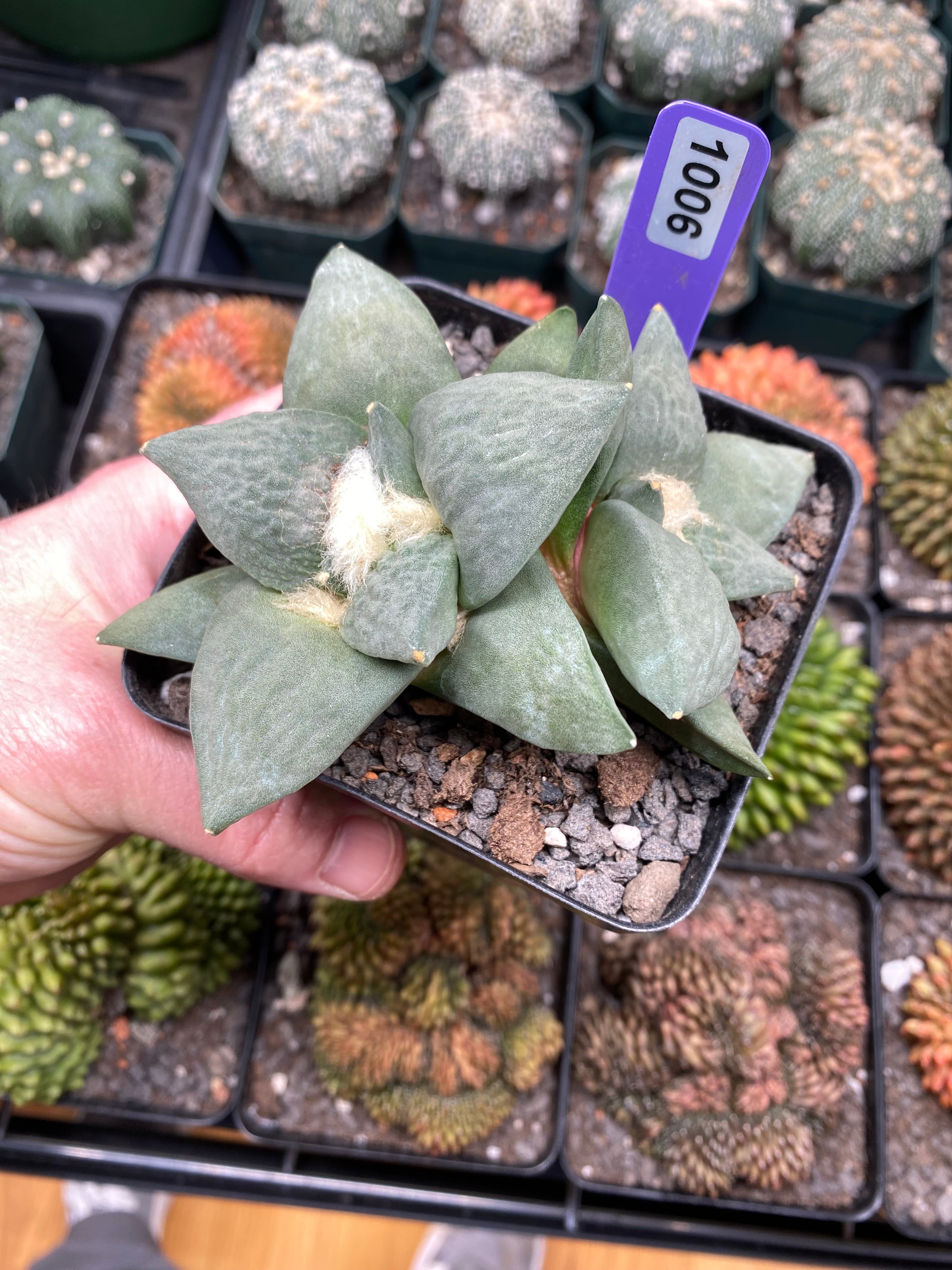Ariocarpus Retusus Twin