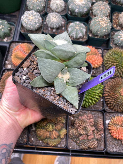 Ariocarpus Retusus Twin