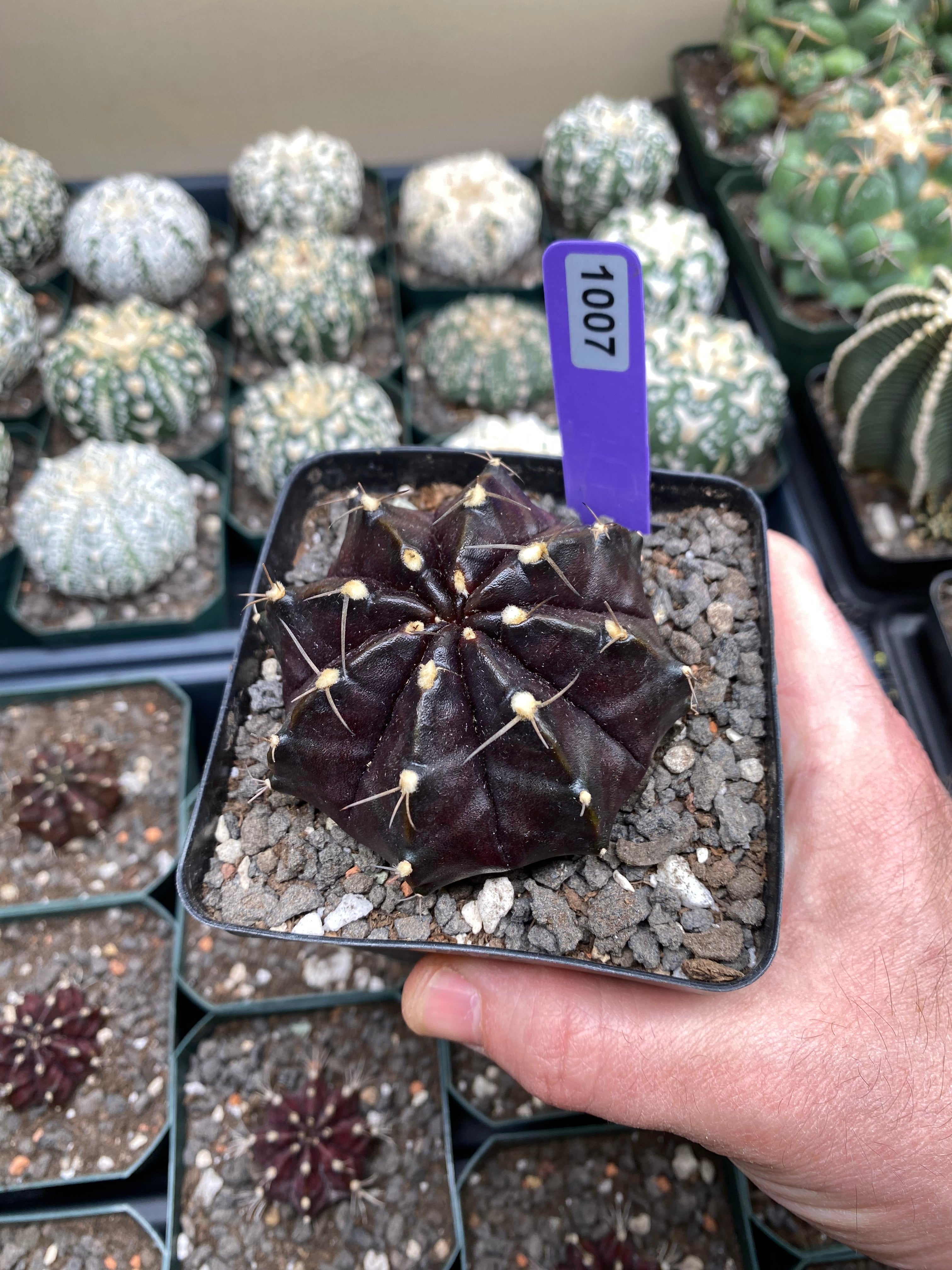 Gymnocalycium Mihanovichii cv. Black Widow