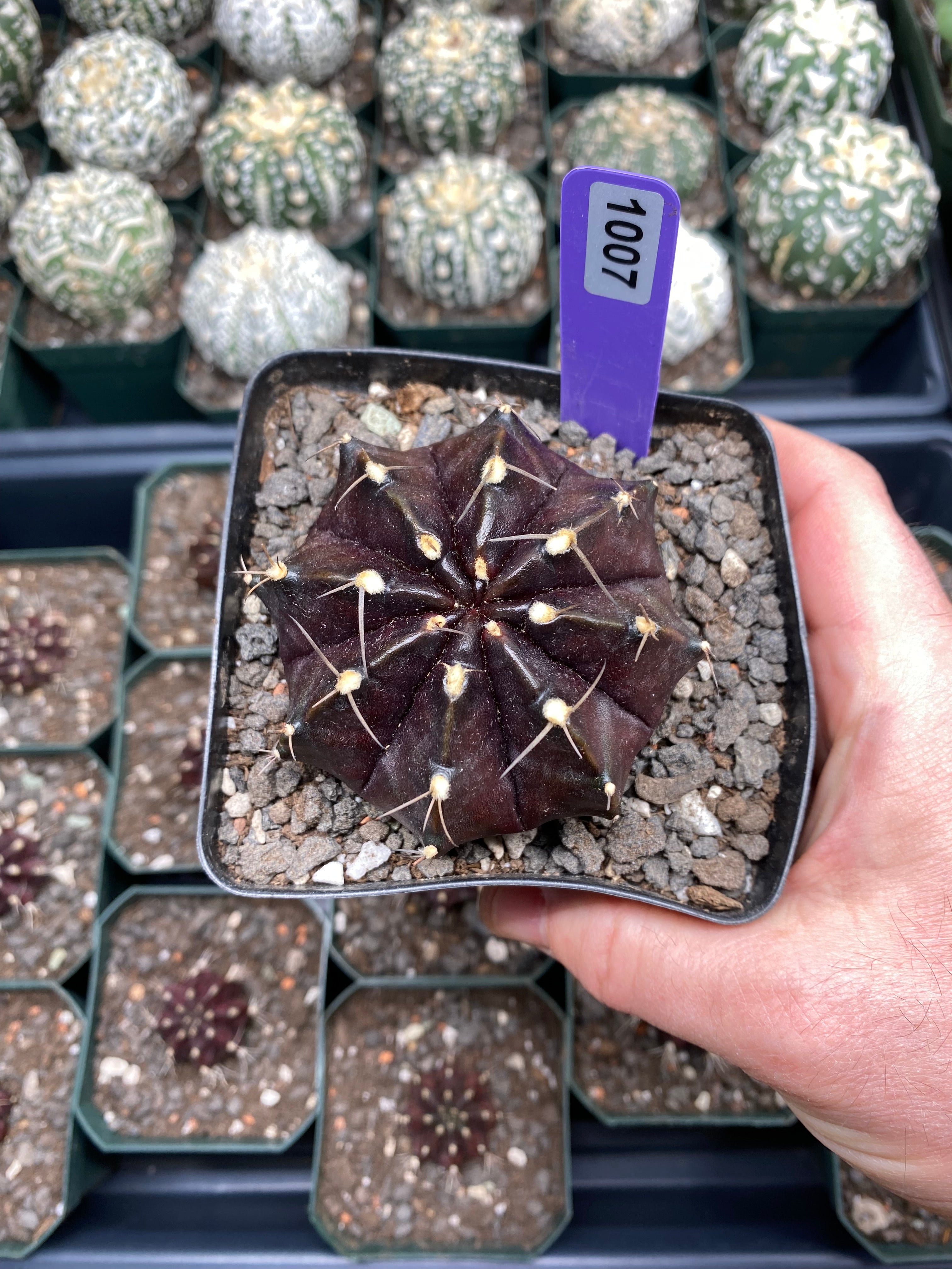 Gymnocalycium Mihanovichii cv. Black Widow
