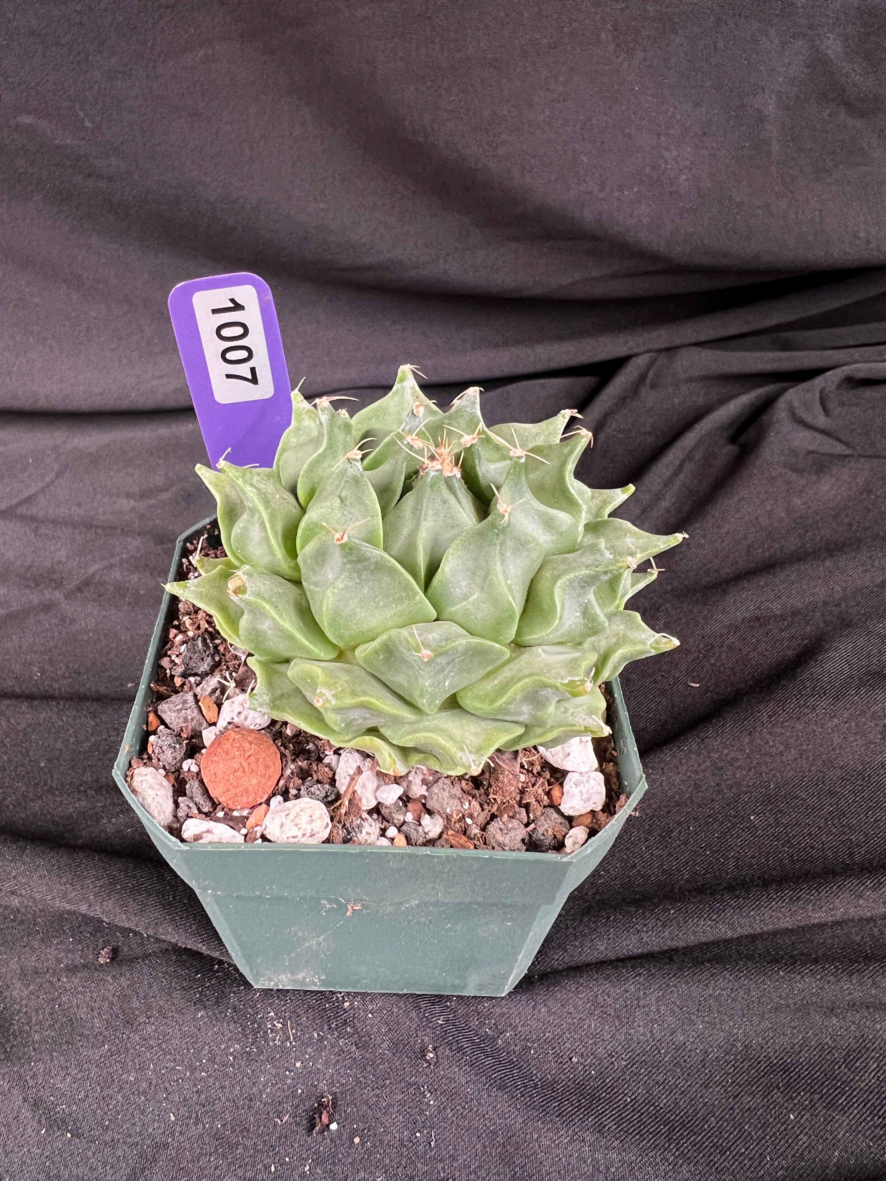 Obergonia Denegrii - 'Artichoke Cactus' Grower Choice - 1007
