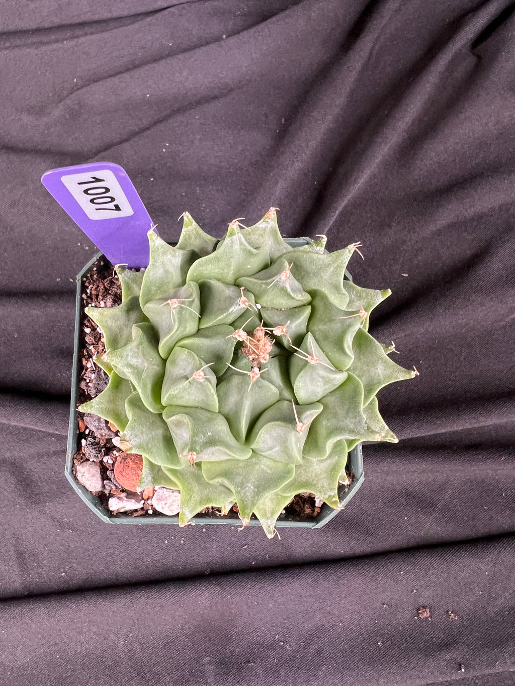 Obergonia Denegrii - 'Artichoke Cactus' Grower Choice - 1007