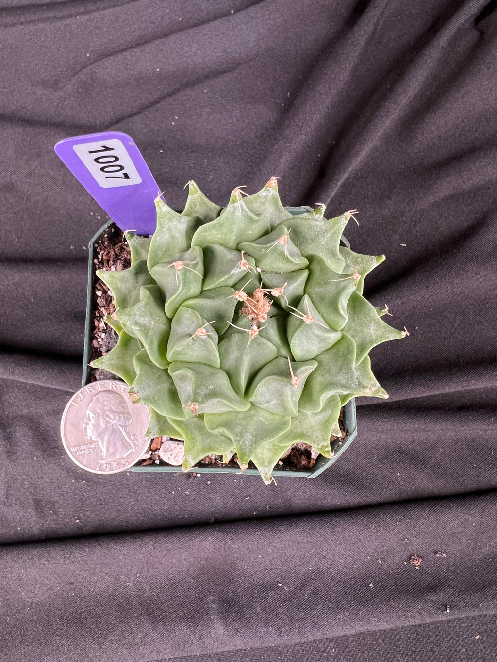 Obergonia Denegrii - 'Artichoke Cactus' Grower Choice - 1007