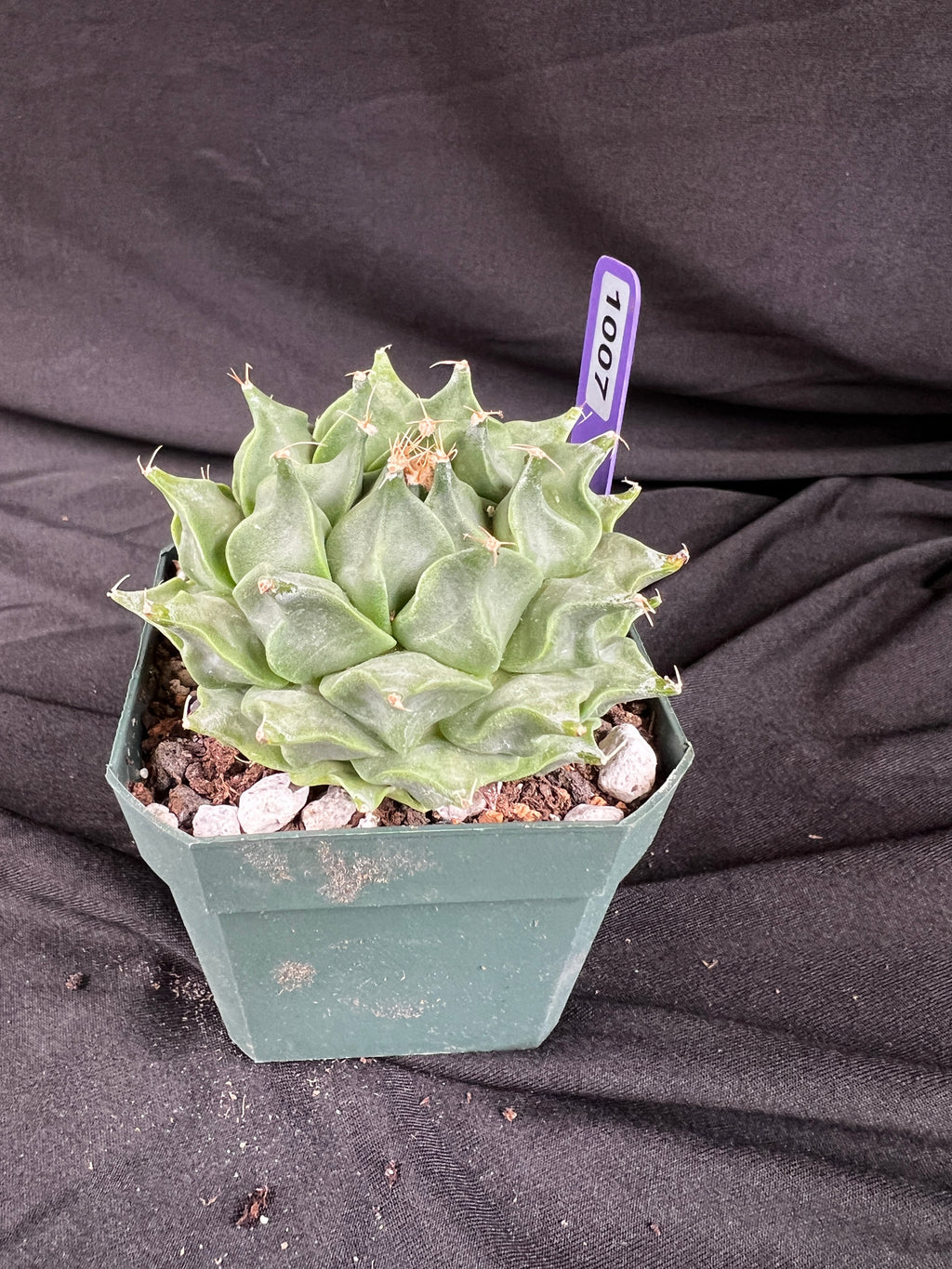 Obergonia Denegrii - 'Artichoke Cactus' Grower Choice - 1007