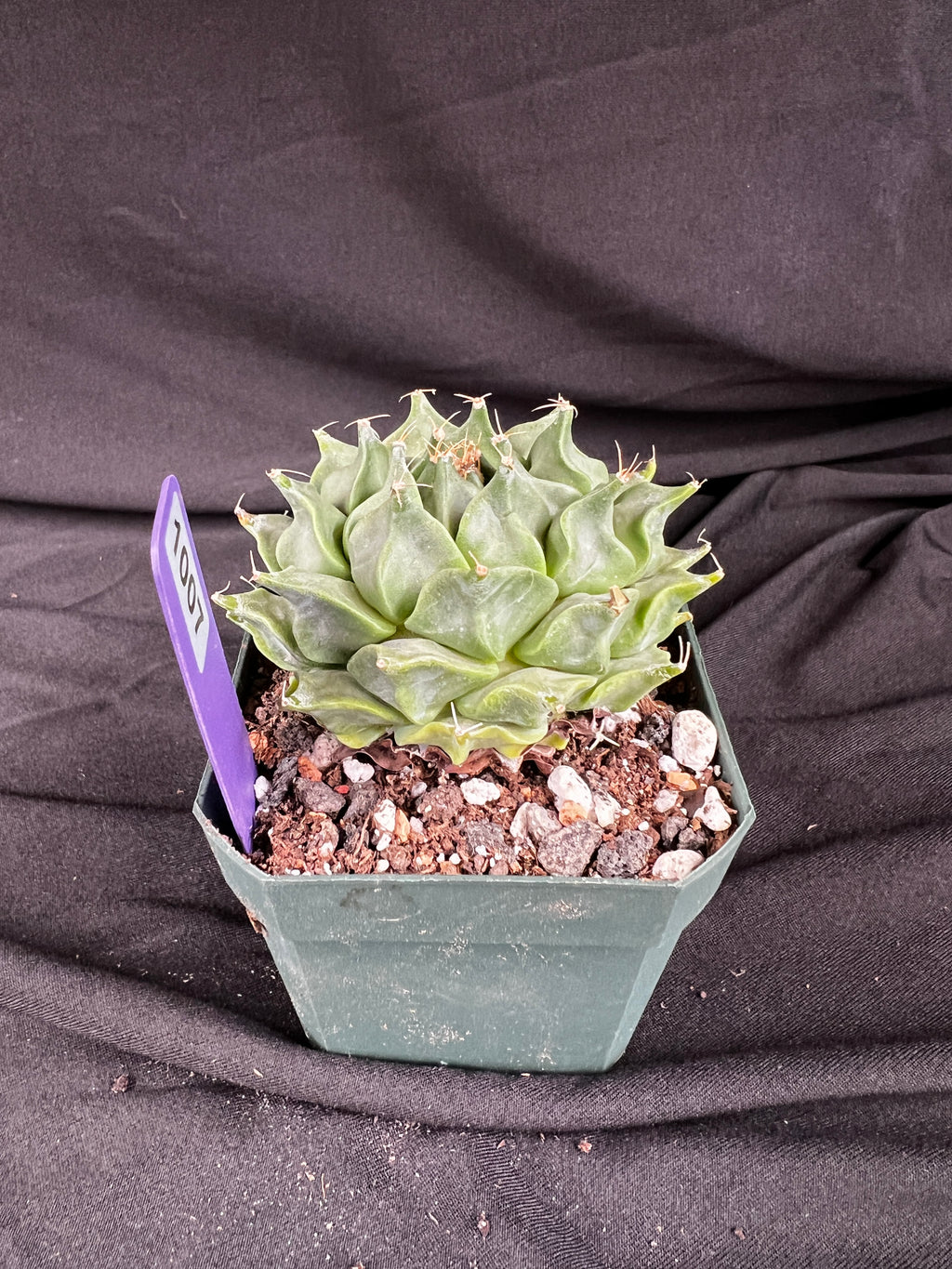 Obergonia Denegrii - 'Artichoke Cactus' Grower Choice - 1007