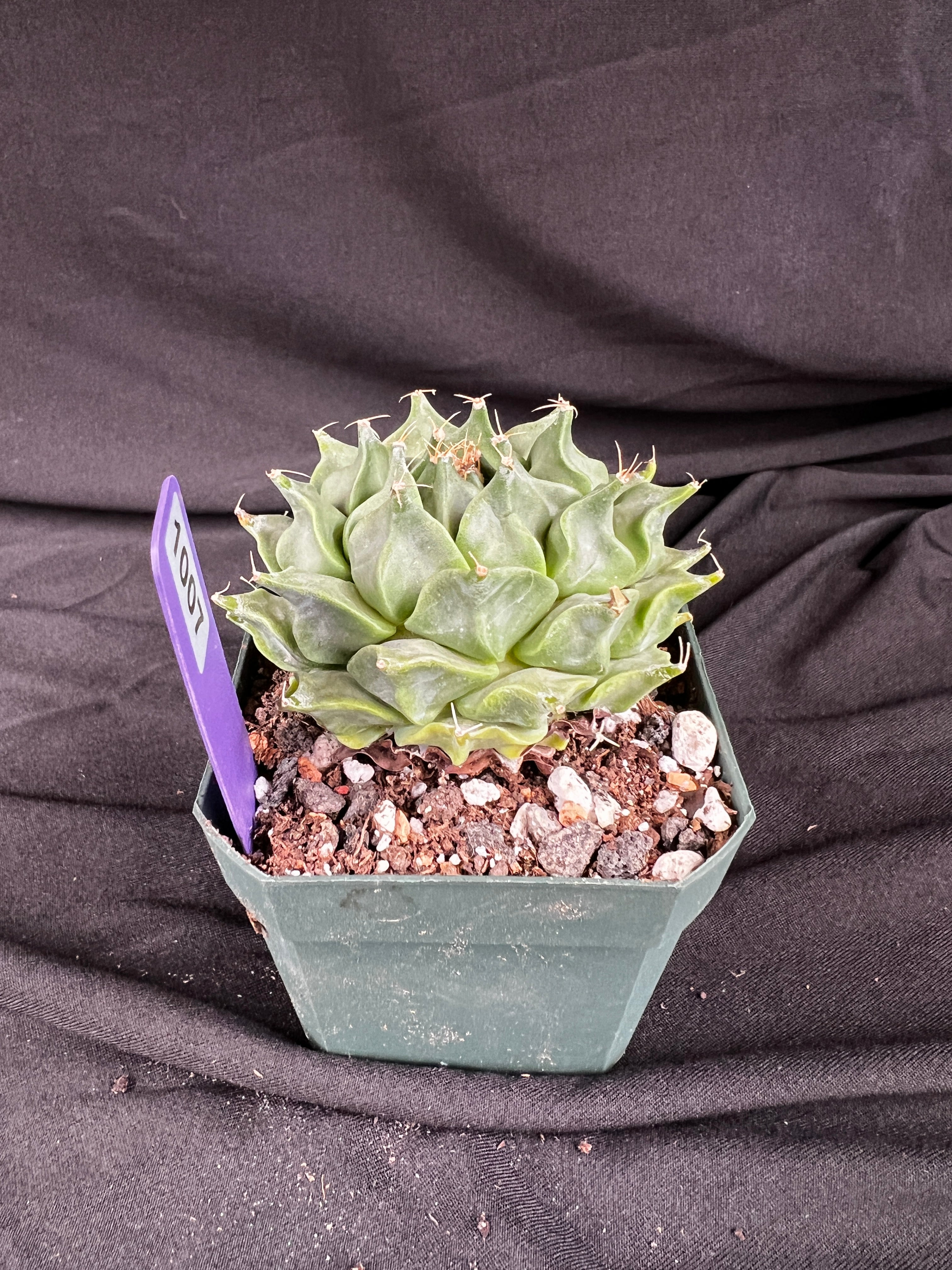 Obergonia Denegrii - 'Artichoke Cactus' Grower Choice - 1007