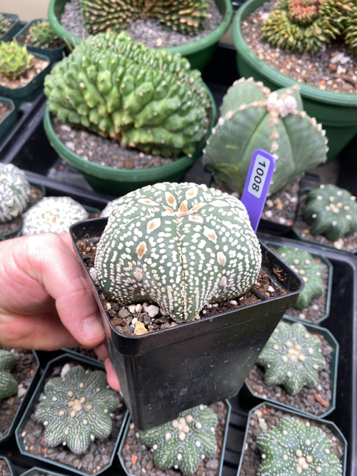 Astrophytum Super Kabuto 6 Rib