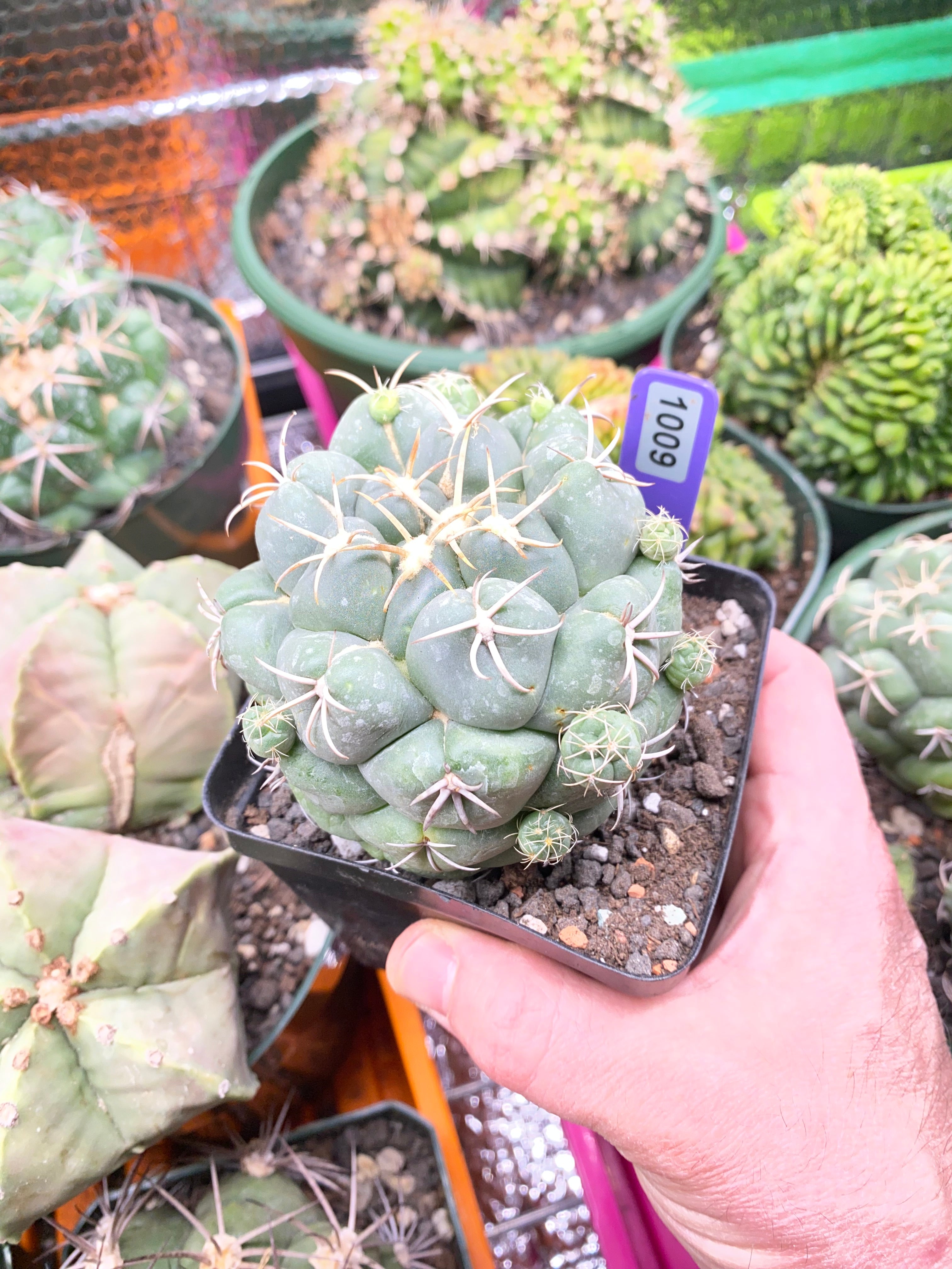 Coryphantha Elephantidens