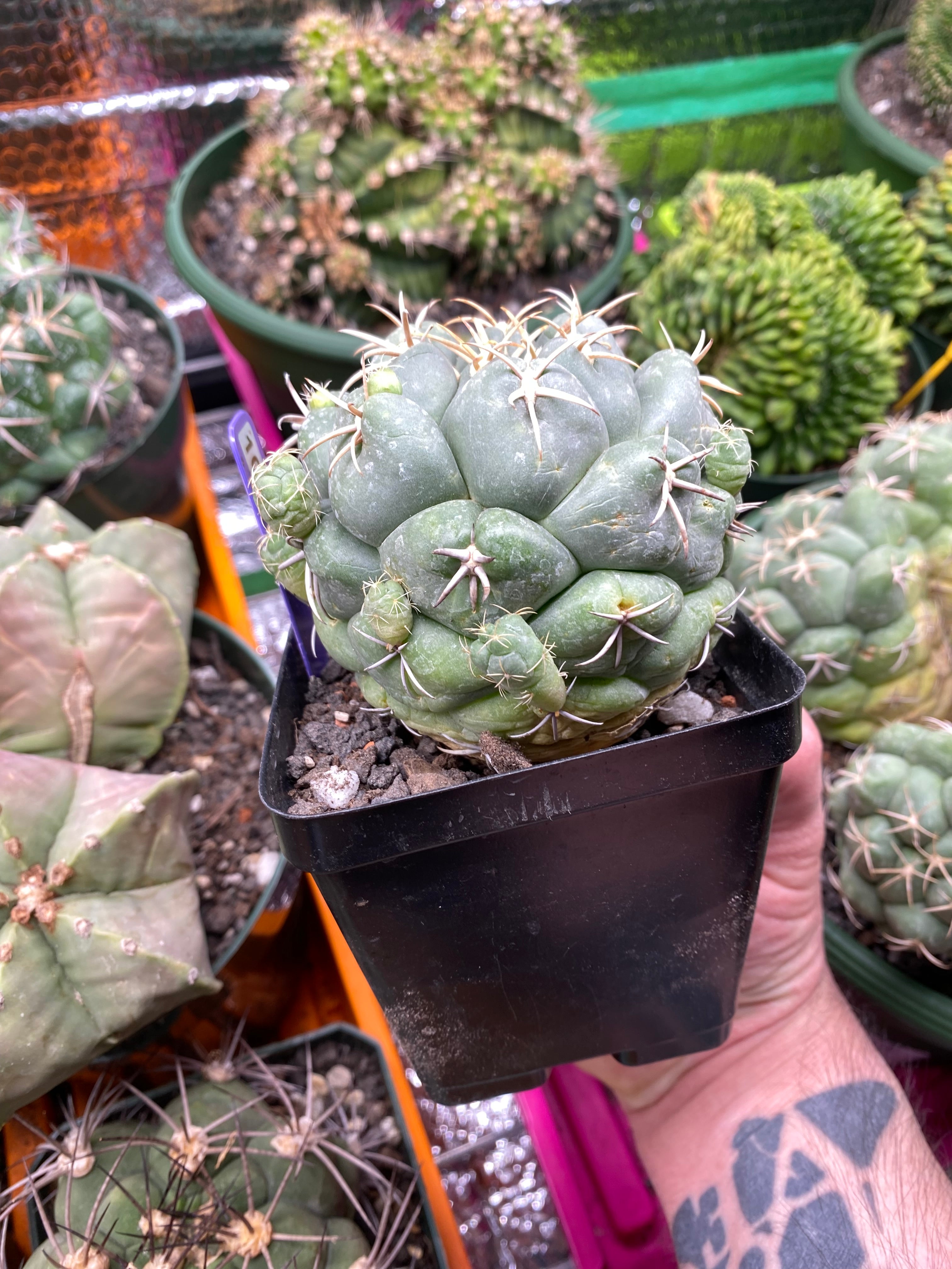 Coryphantha Elephantidens