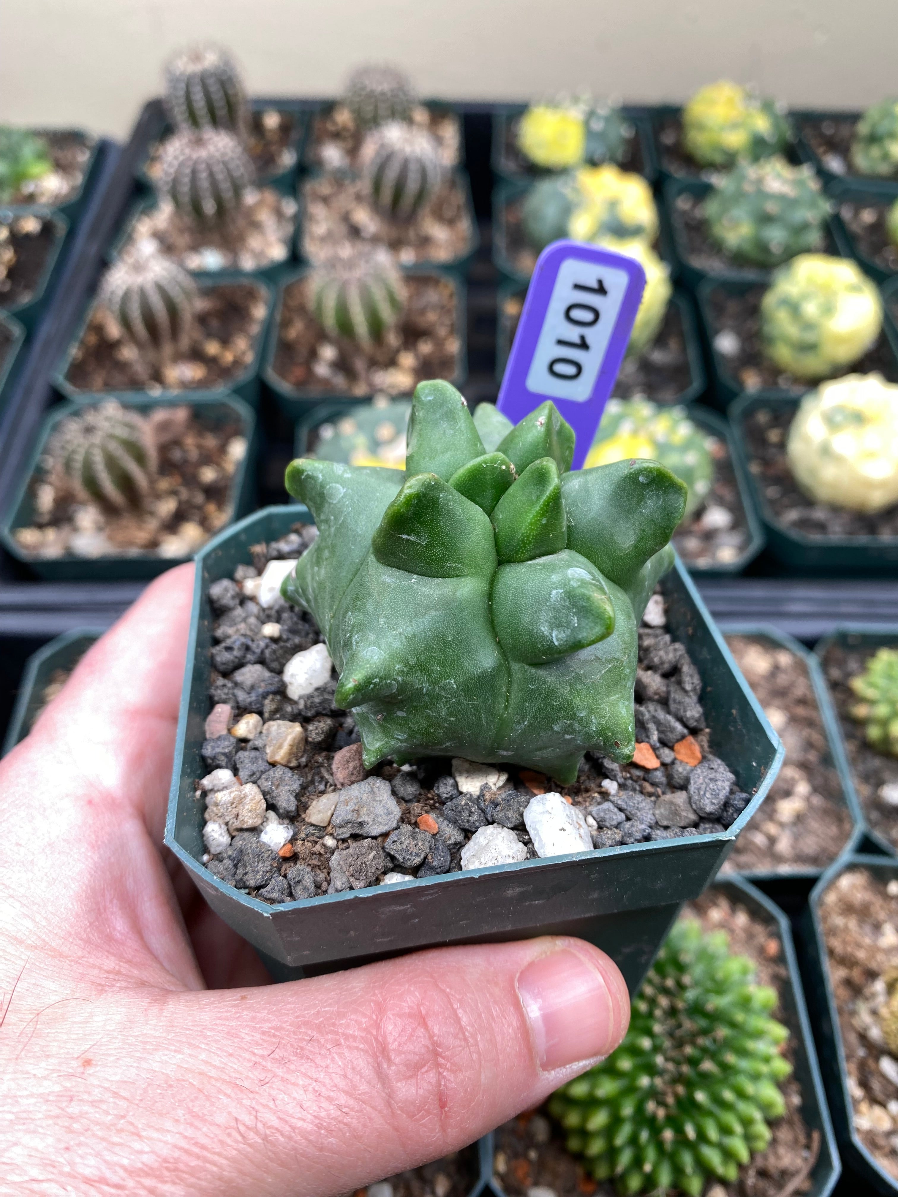 Astrophytum Myriostigma cv.  Kikko