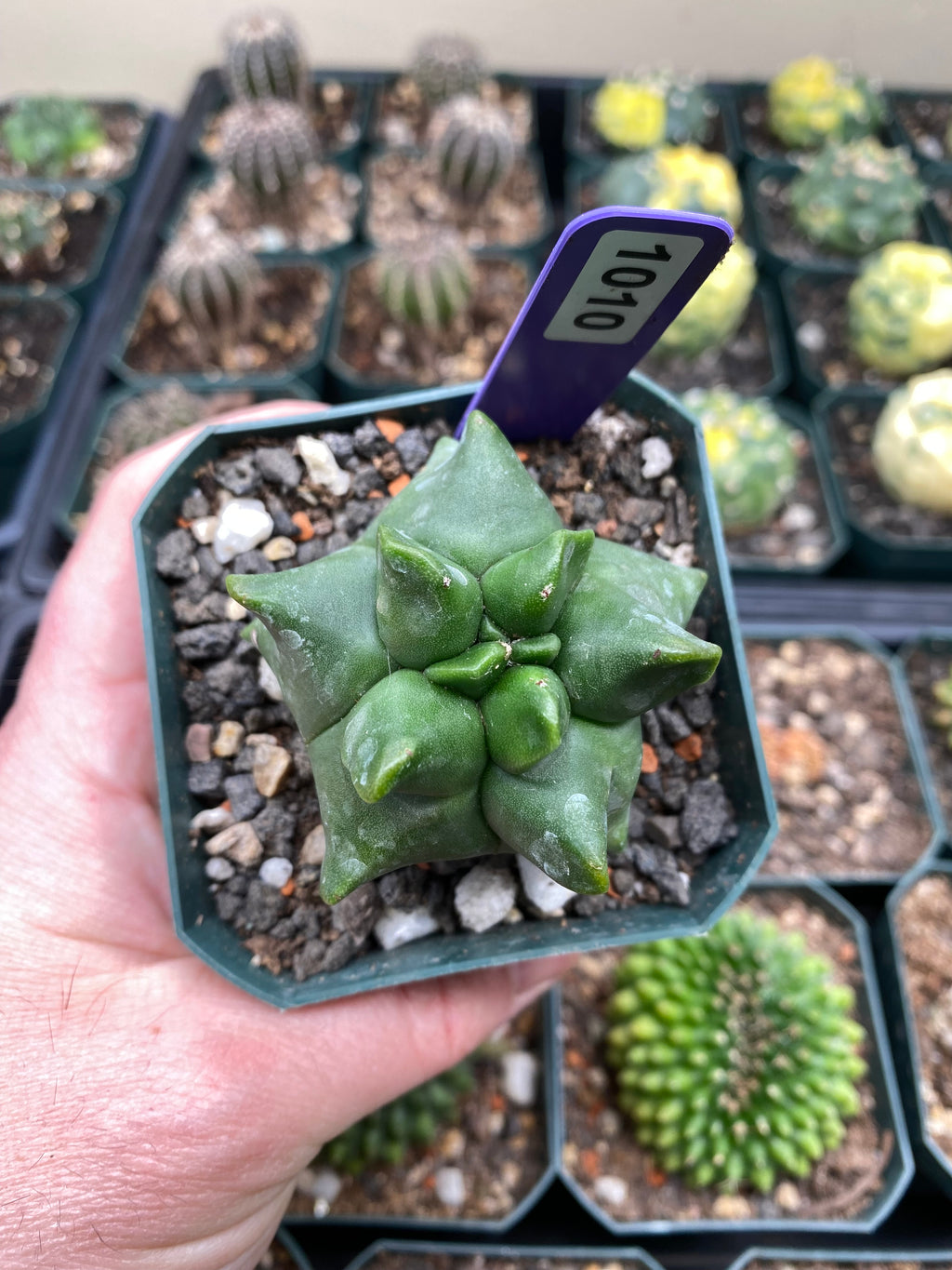 Astrophytum Myriostigma cv.  Kikko