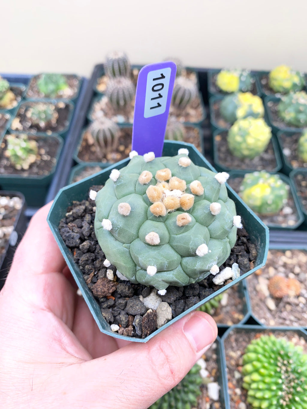 Astrophytum Asterias cv. Kikko
